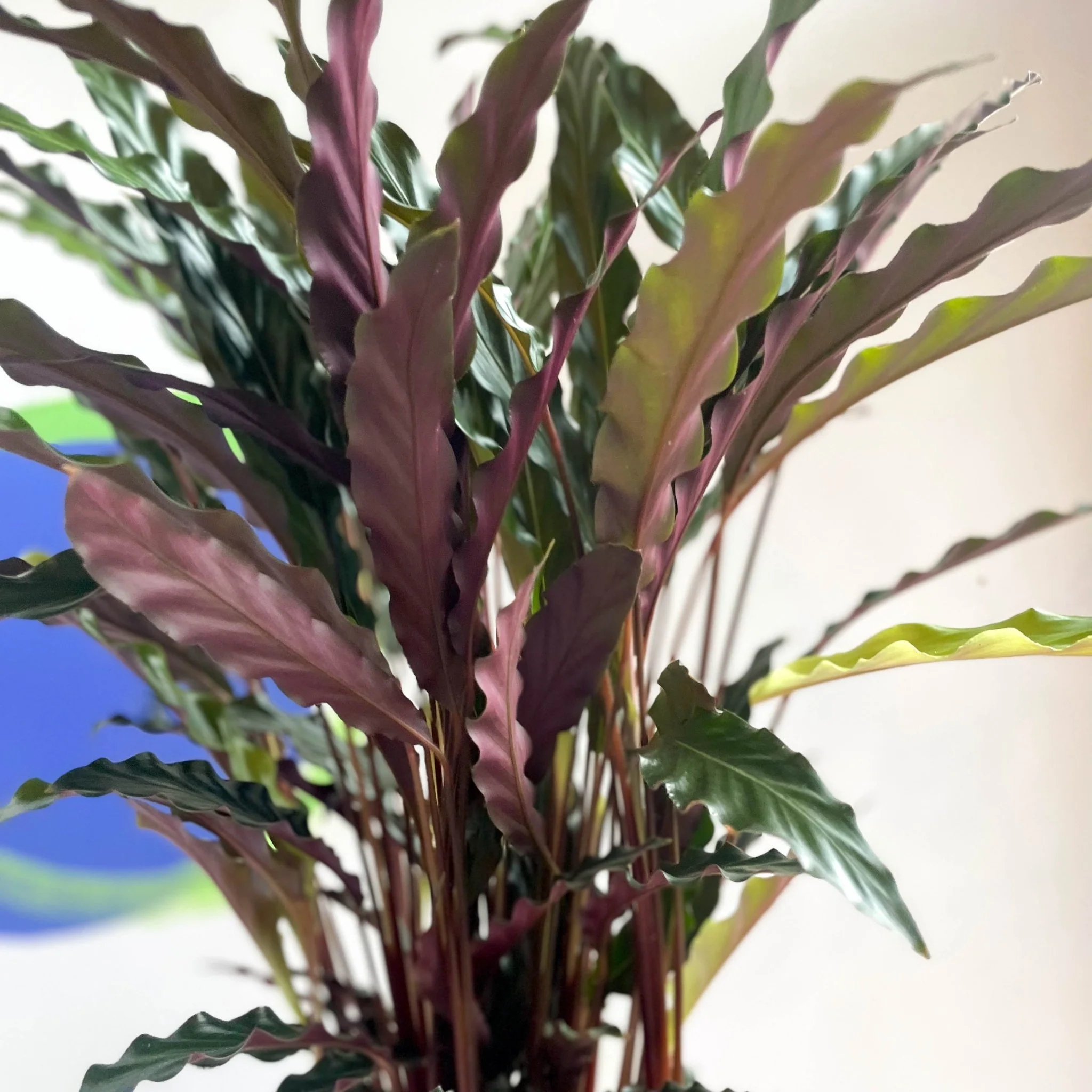 Calathea rufibarba 'Elgergrass' - Purple Velvet Calathea - Image 5