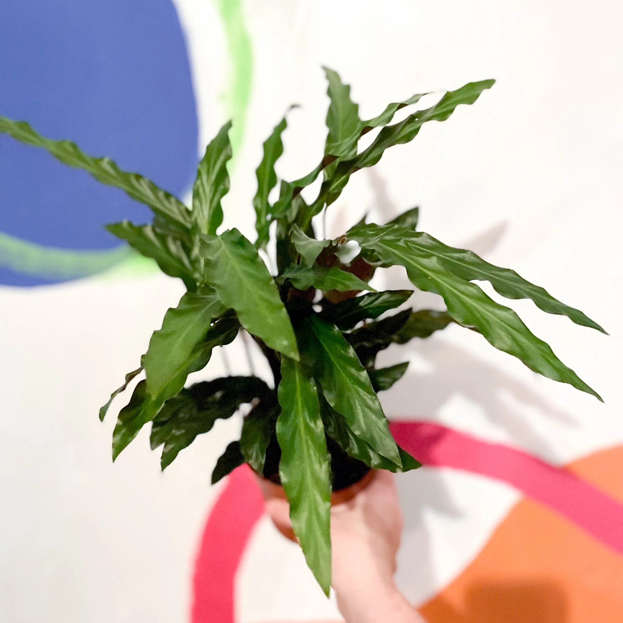 Calathea rufibarba 'Elgergrass' - Purple Velvet Calathea - Image 6