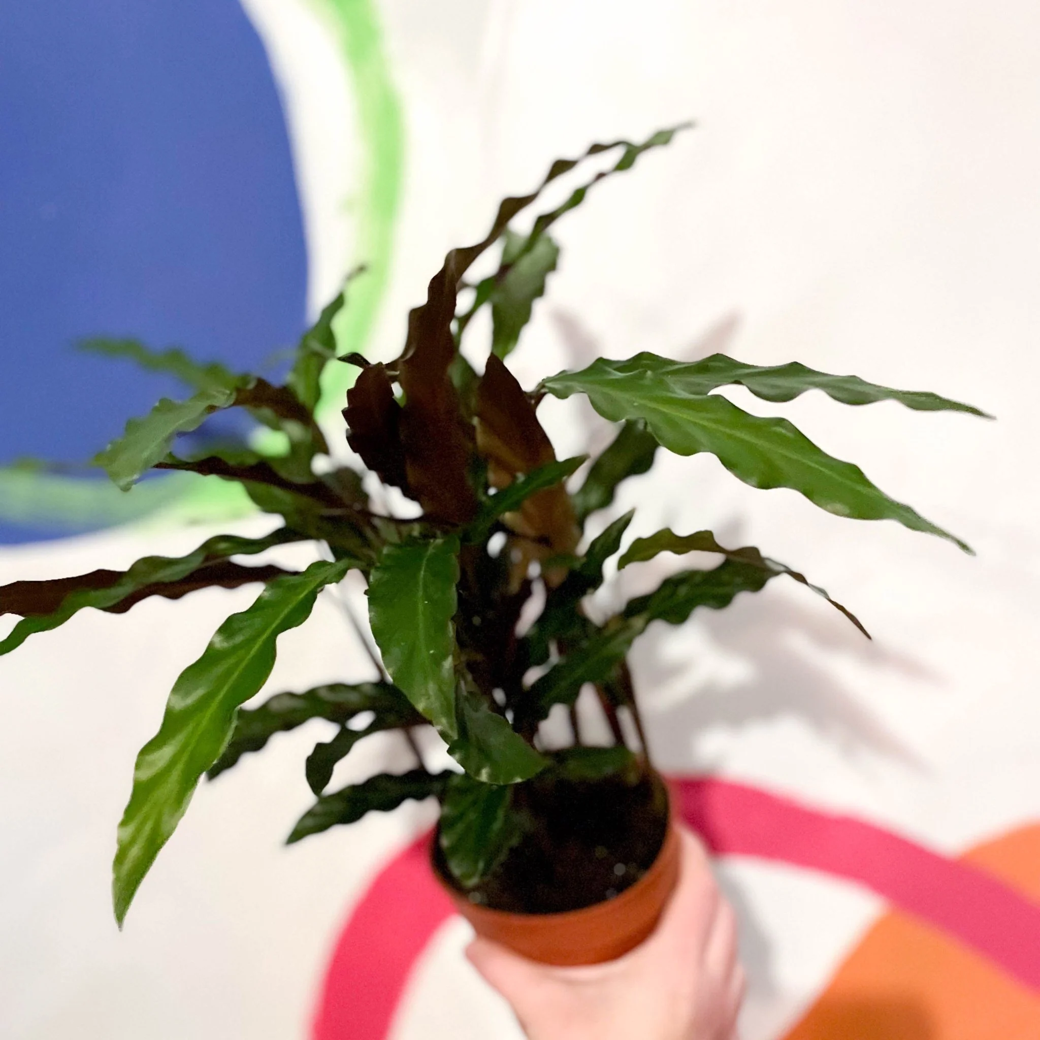 Calathea rufibarba 'Elgergrass' - Purple Velvet Calathea - Image 7