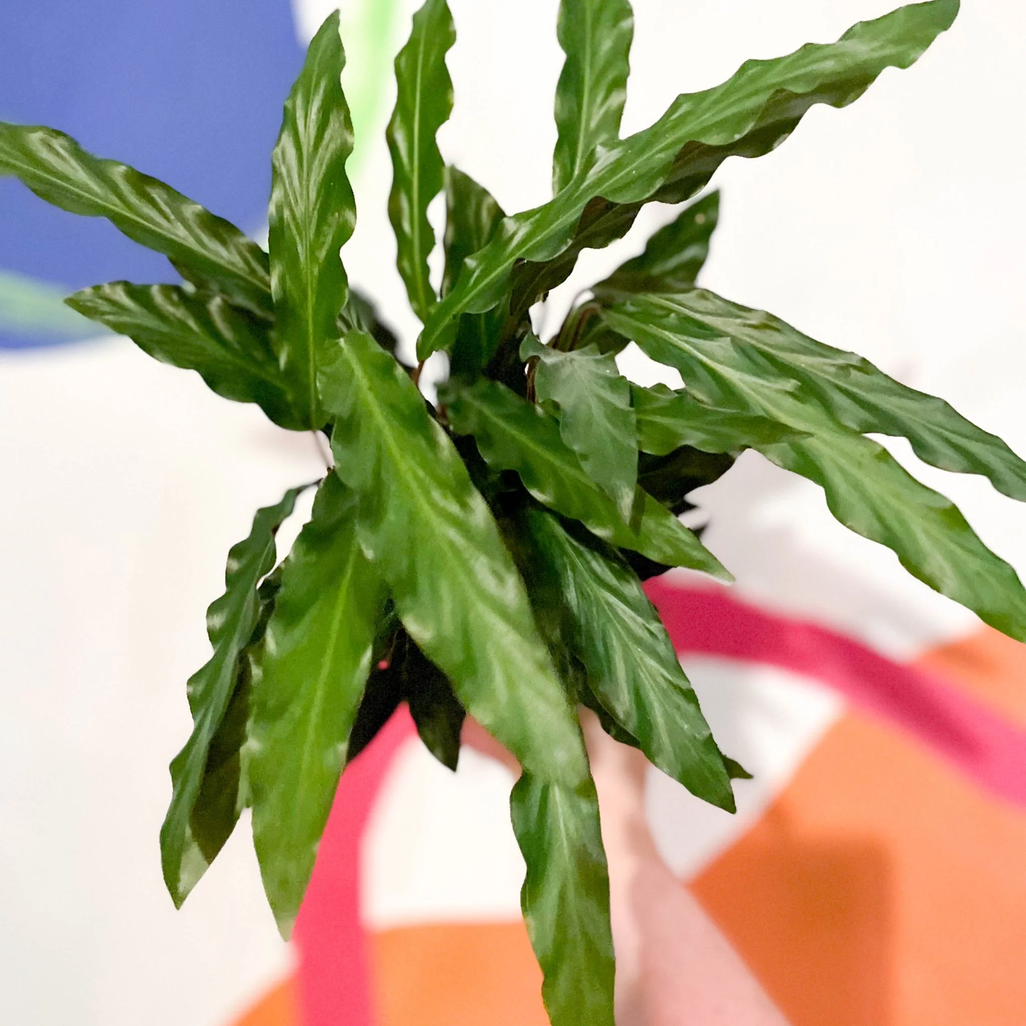 Calathea rufibarba 'Elgergrass' - Purple Velvet Calathea - Image 8