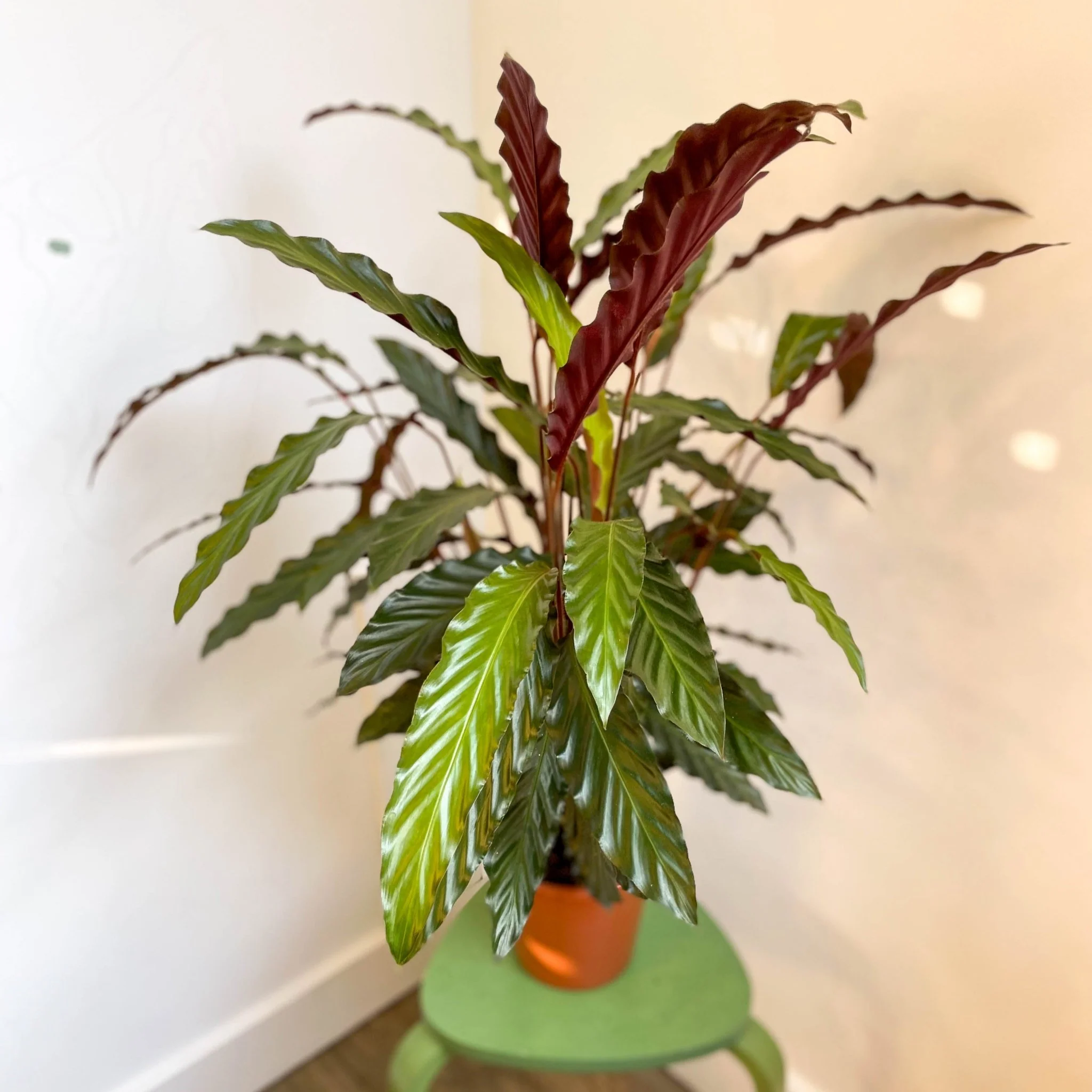 Calathea rufibarba 'Elgergrass' - Purple Velvet Calathea - Image 9