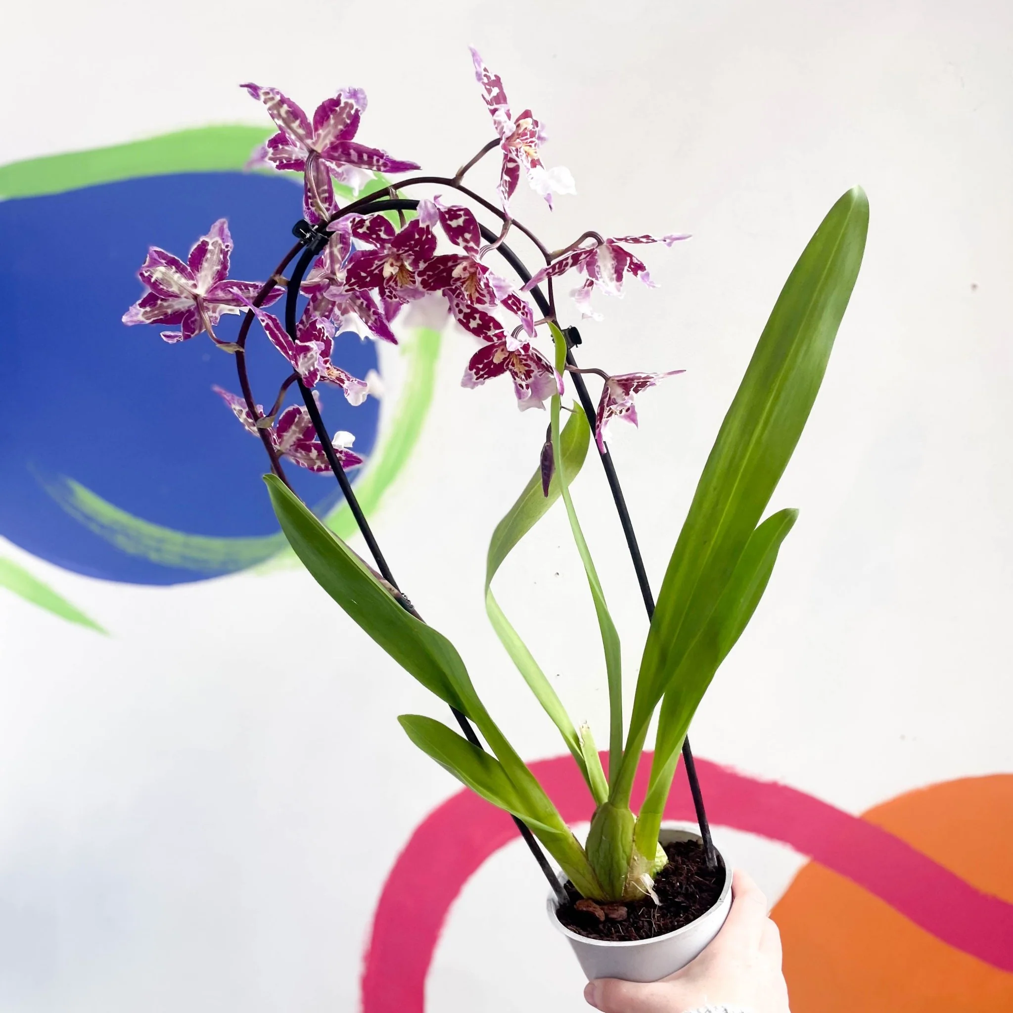 xColmanara - Purple & White Cambria Orchid