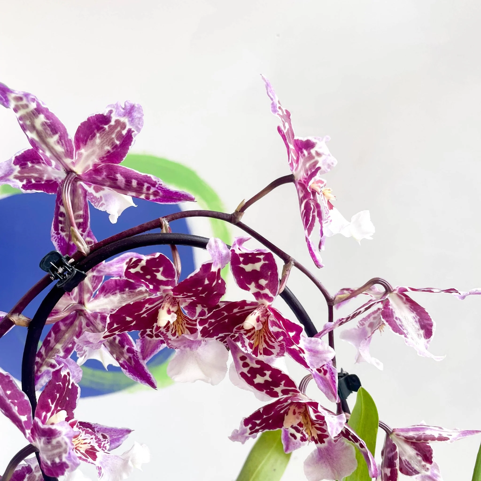 xColmanara - Purple & White Cambria Orchid - Image 2