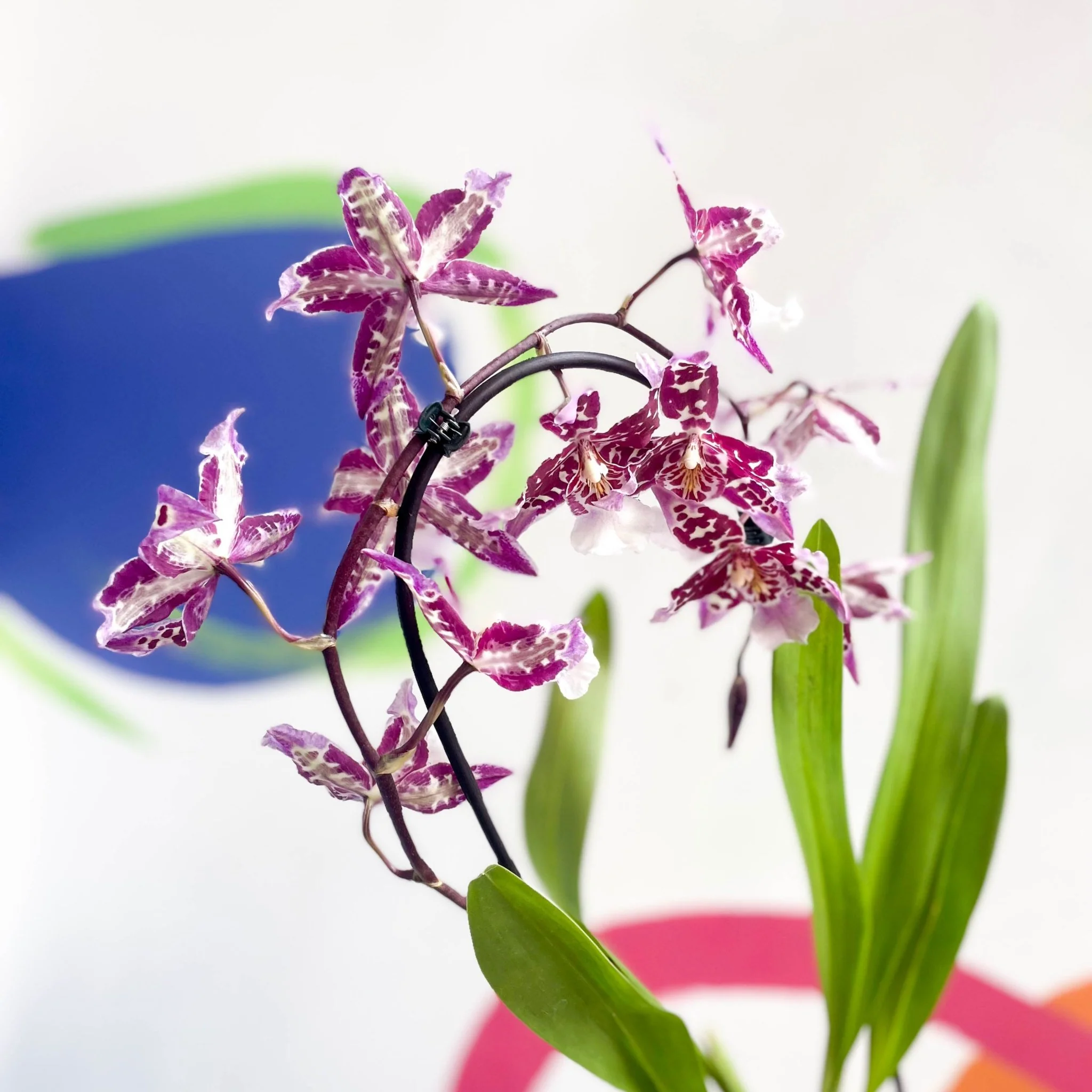 xColmanara - Purple & White Cambria Orchid - Image 3