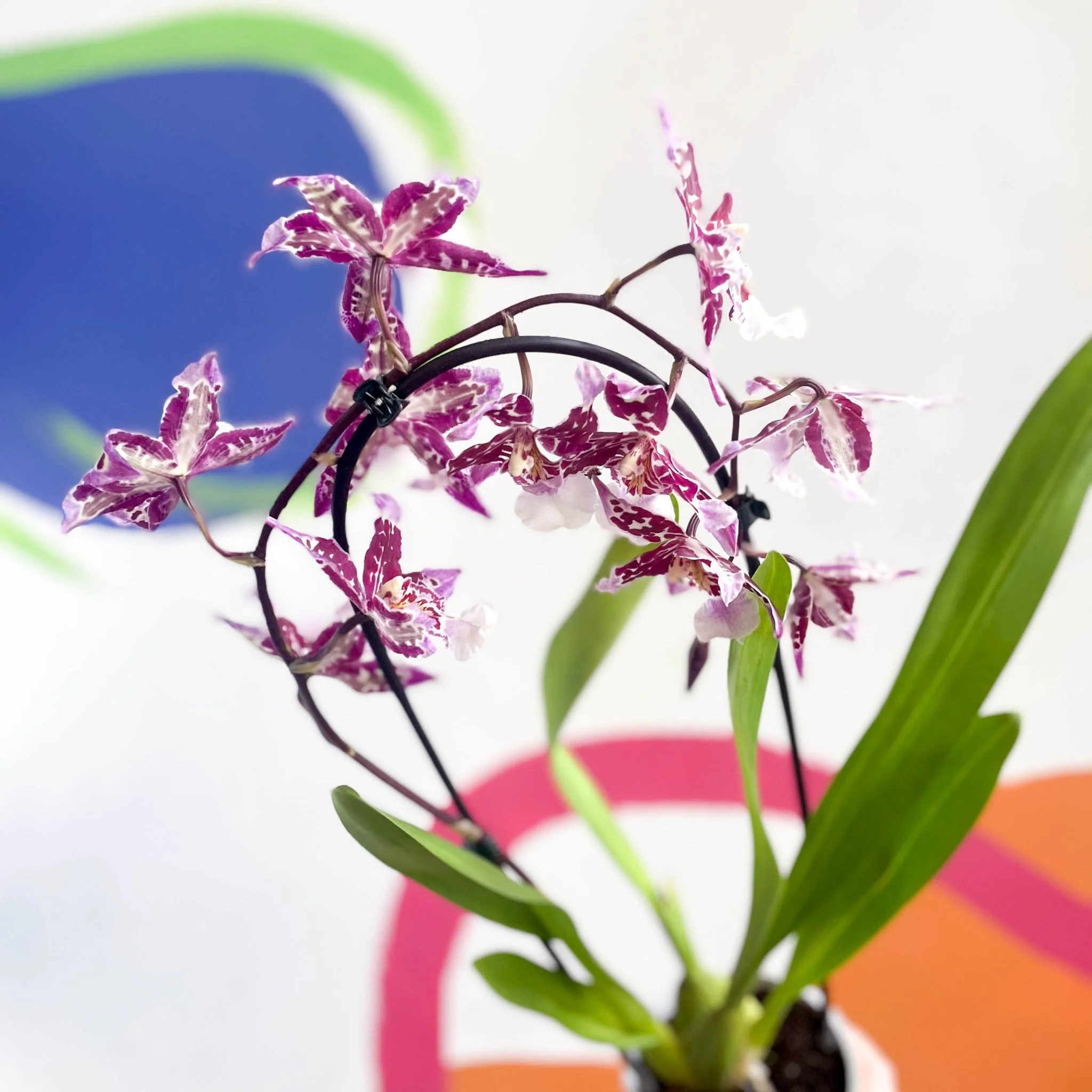 xColmanara - Purple & White Cambria Orchid - Image 4