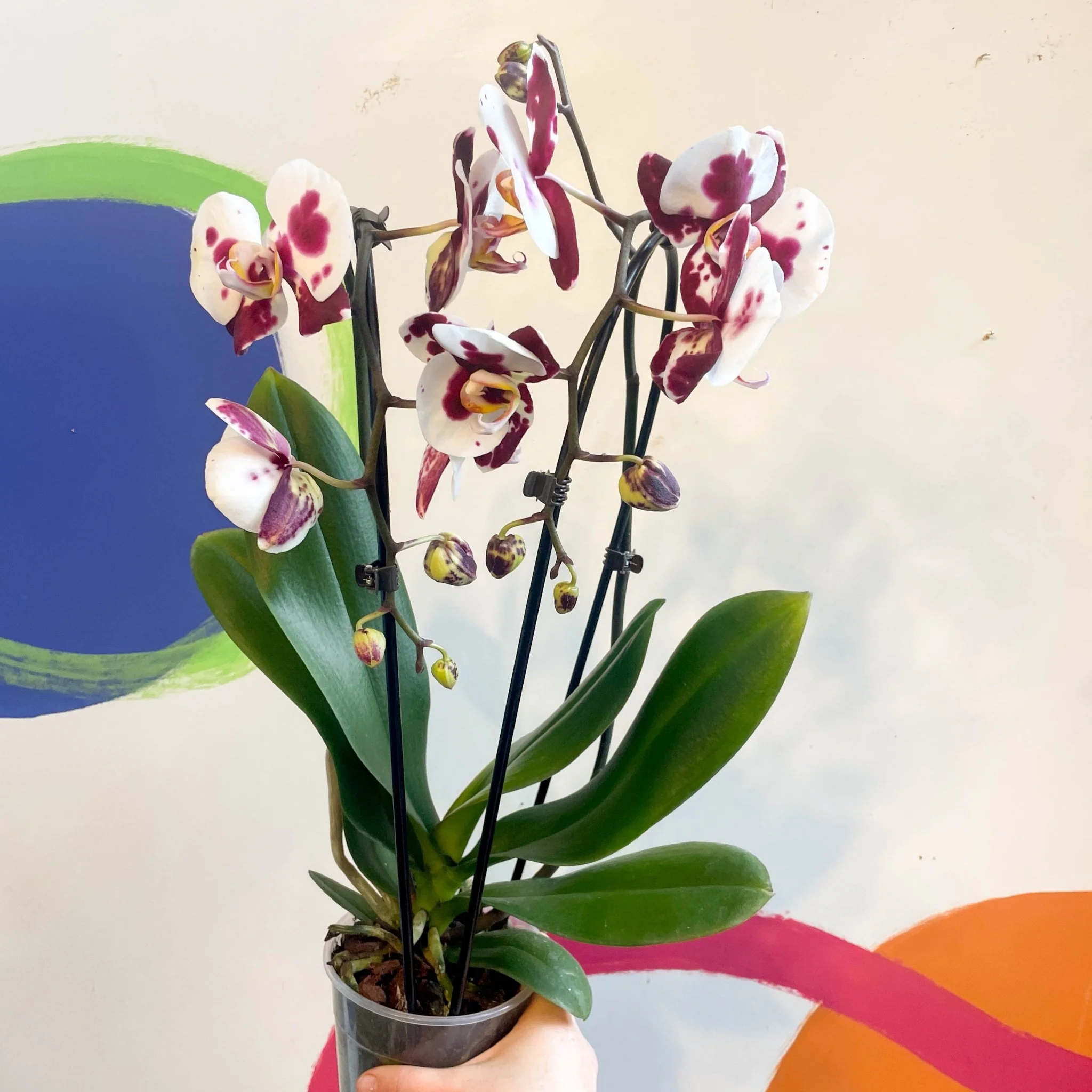 Purple & White Moth Orchid - Phalaenopsis 'Polka Dots' - Image 2