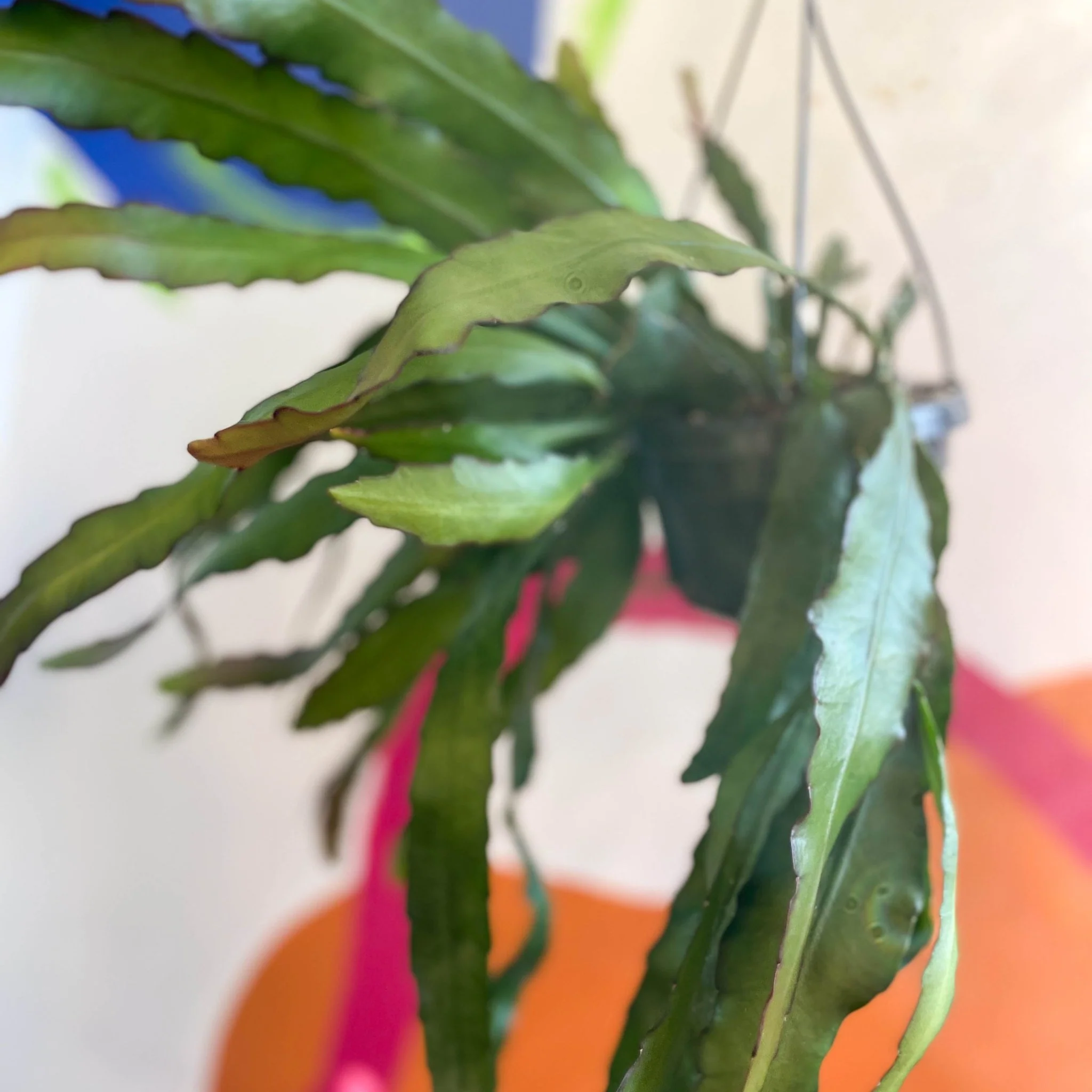 Queen of the Night Cactus - Epiphyllum oxypetalum - Image 2