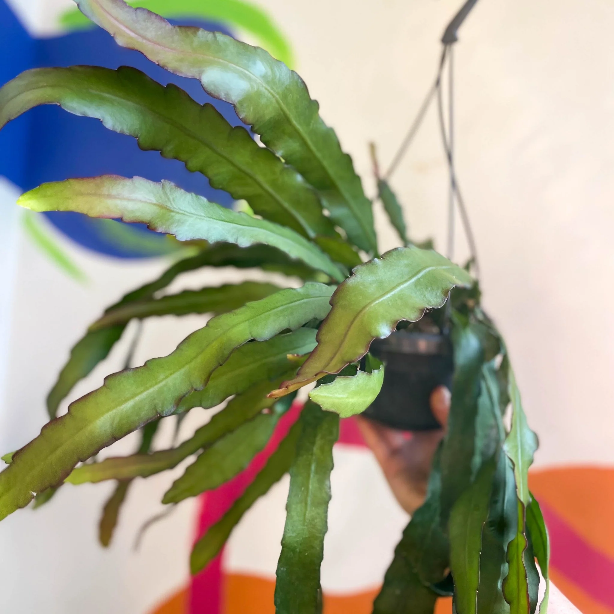 Queen of the Night Cactus - Epiphyllum oxypetalum - Image 3