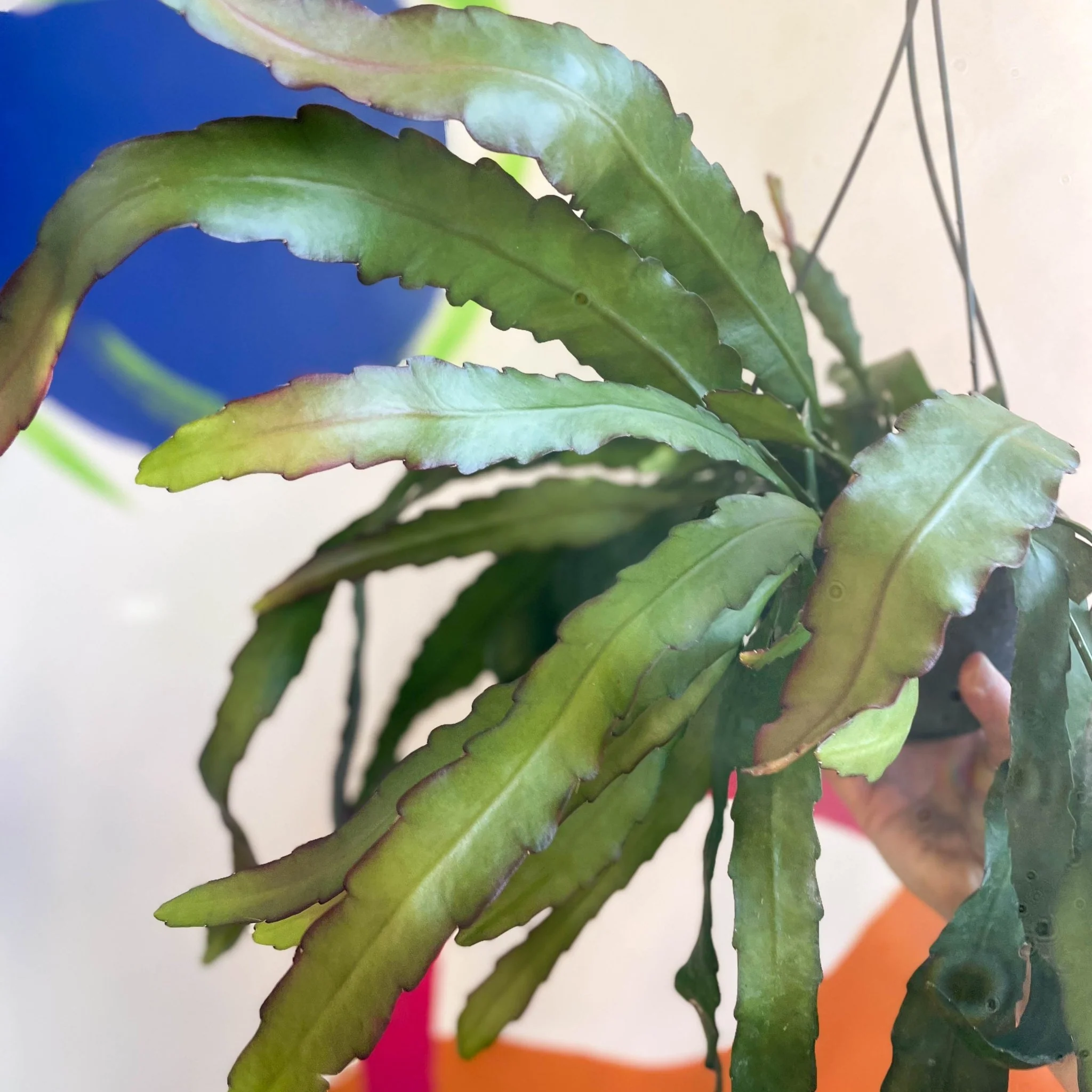 Queen of the Night Cactus - Epiphyllum oxypetalum - Image 4