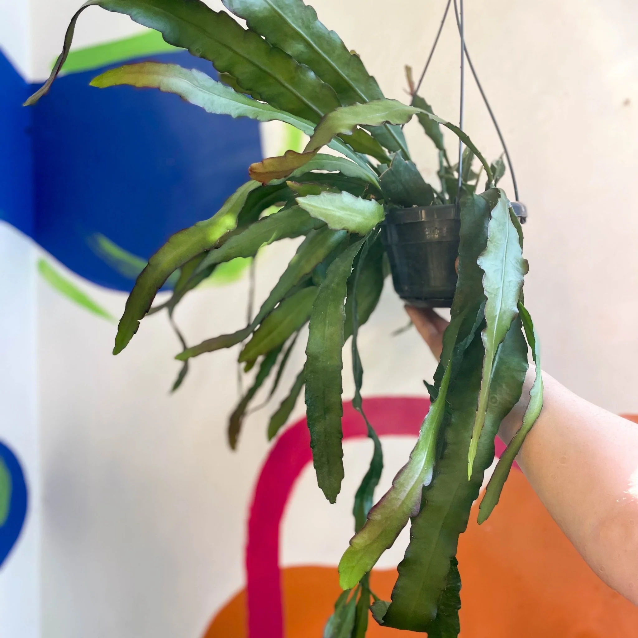 Queen of the Night Cactus - Epiphyllum oxypetalum - Image 5