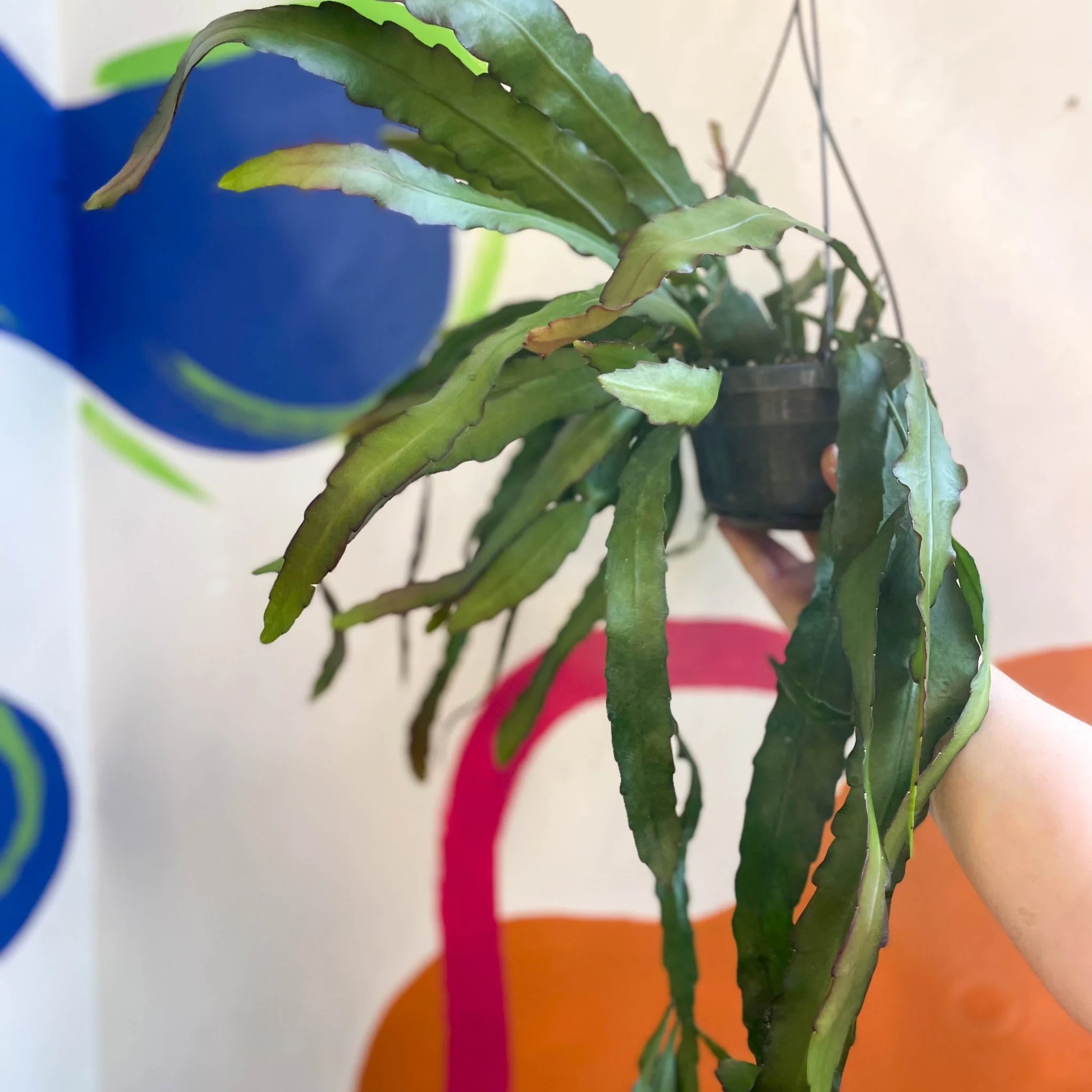 Queen of the Night Cactus - Epiphyllum oxypetalum - Image 6