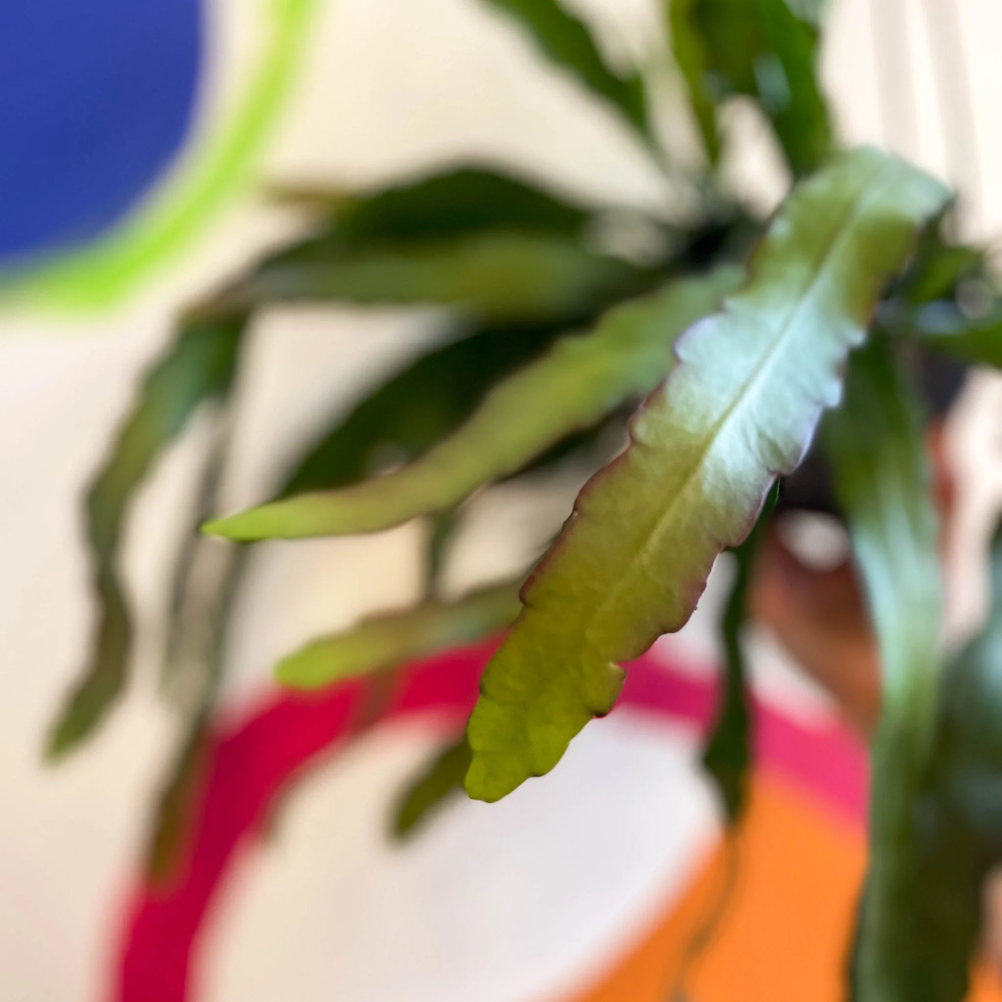 Queen of the Night Cactus - Epiphyllum oxypetalum - Image 7