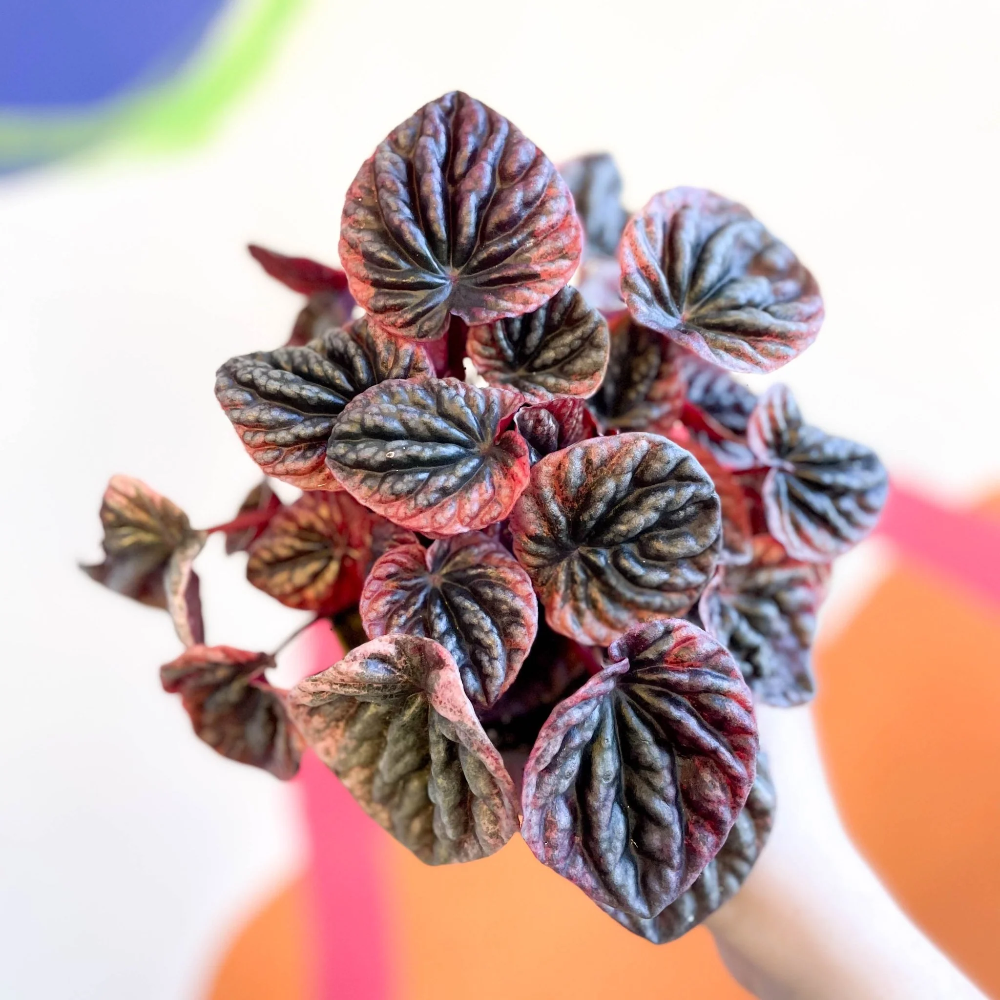 Radiator Plant - Peperomia caperata 'Abricos'