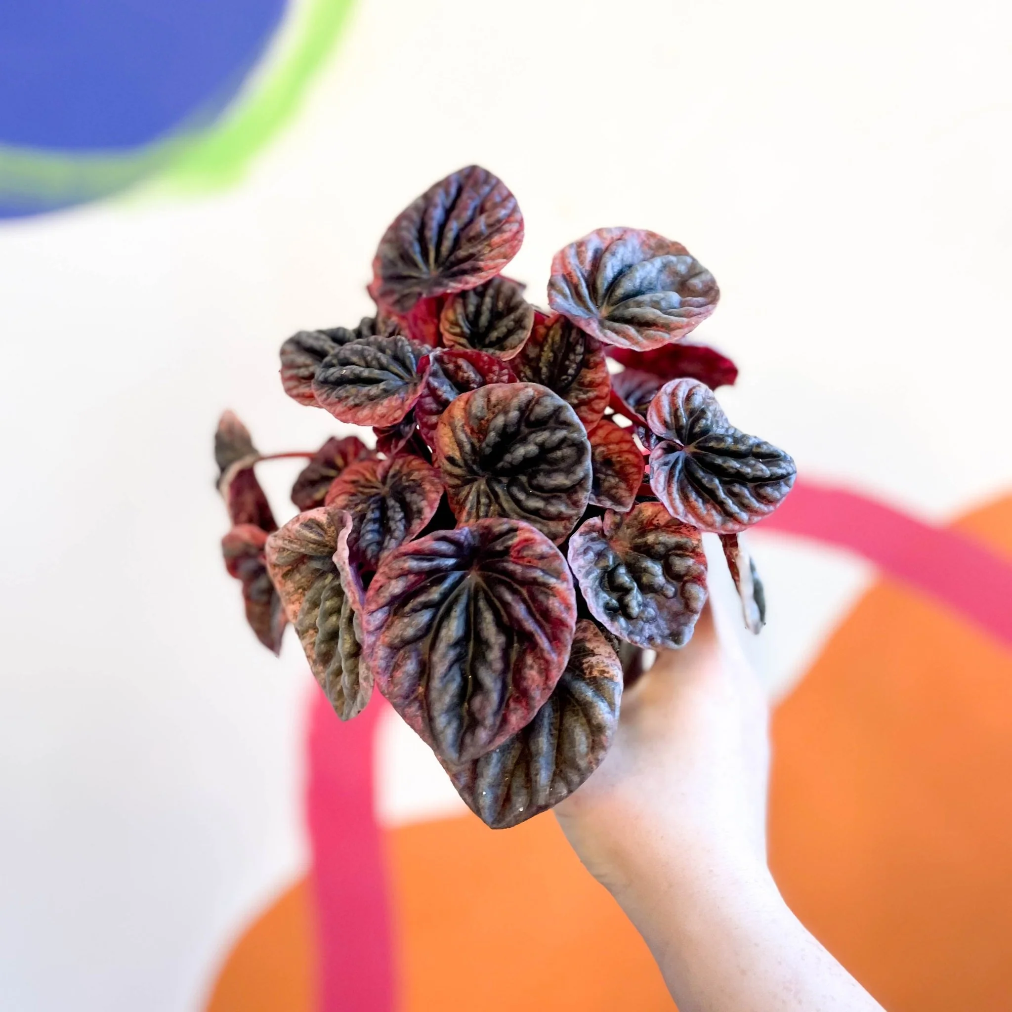 Radiator Plant - Peperomia caperata 'Abricos' - Image 2