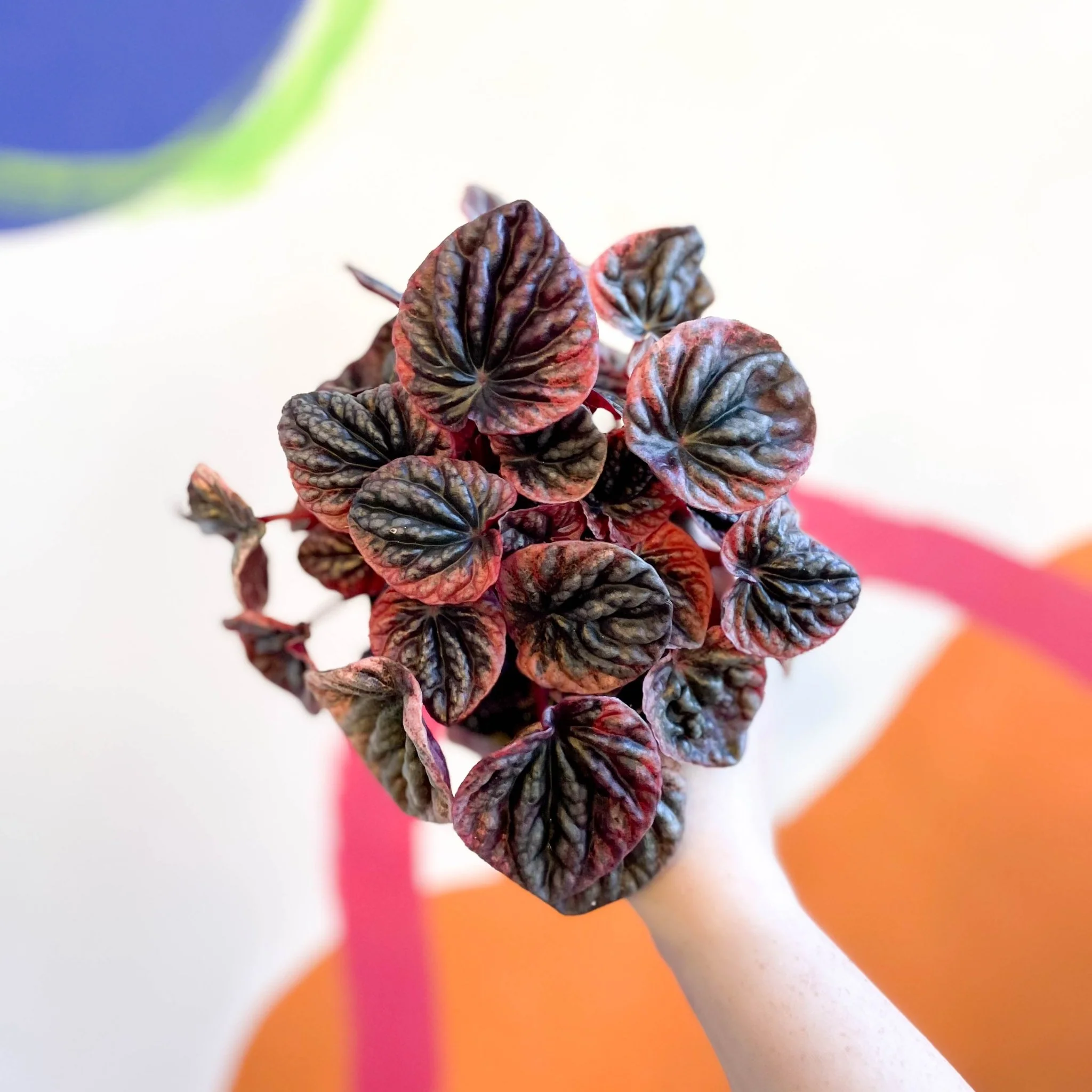 Radiator Plant - Peperomia caperata 'Abricos' - Image 3