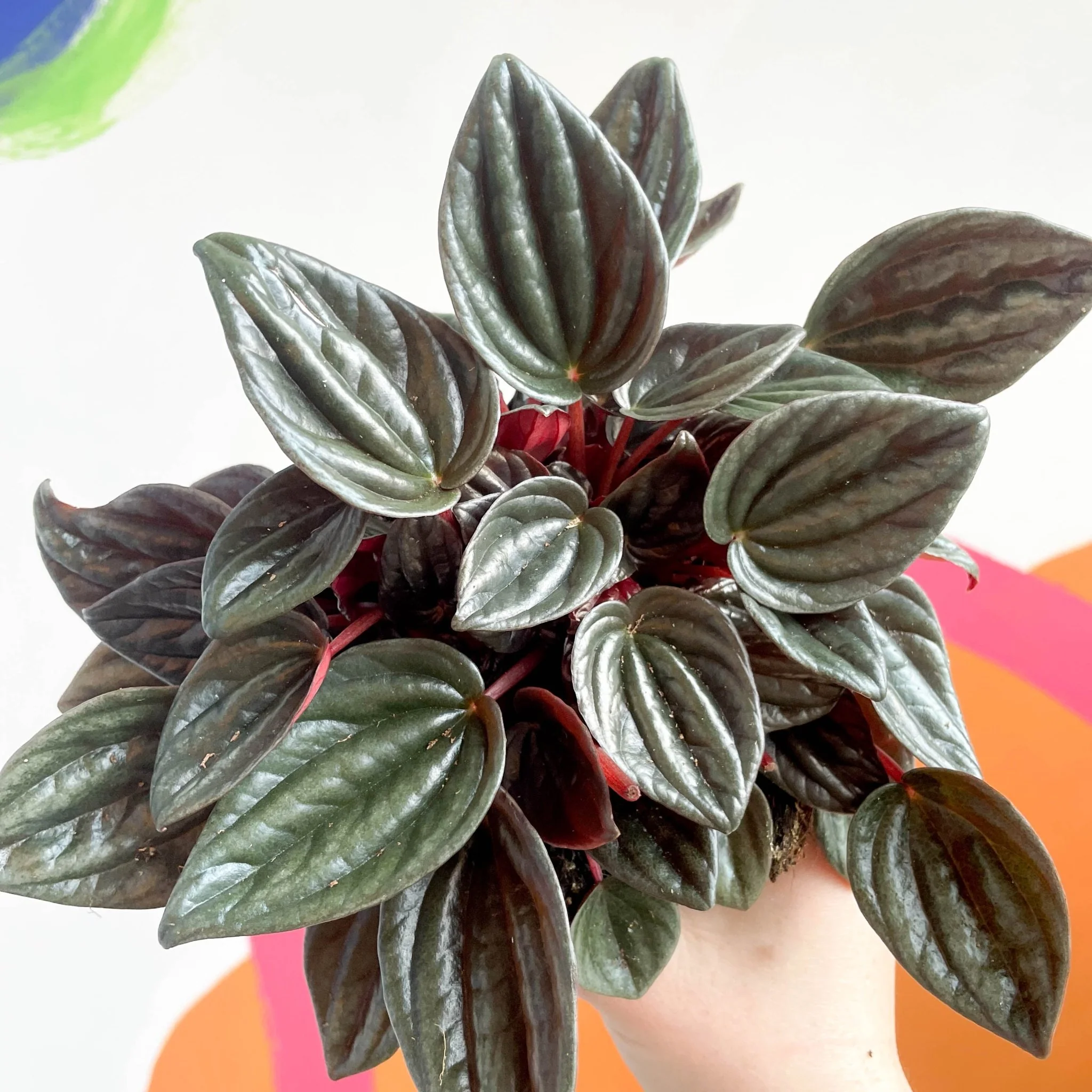 Radiator Plant - Peperomia caperata 'Brasilia' - Image 2