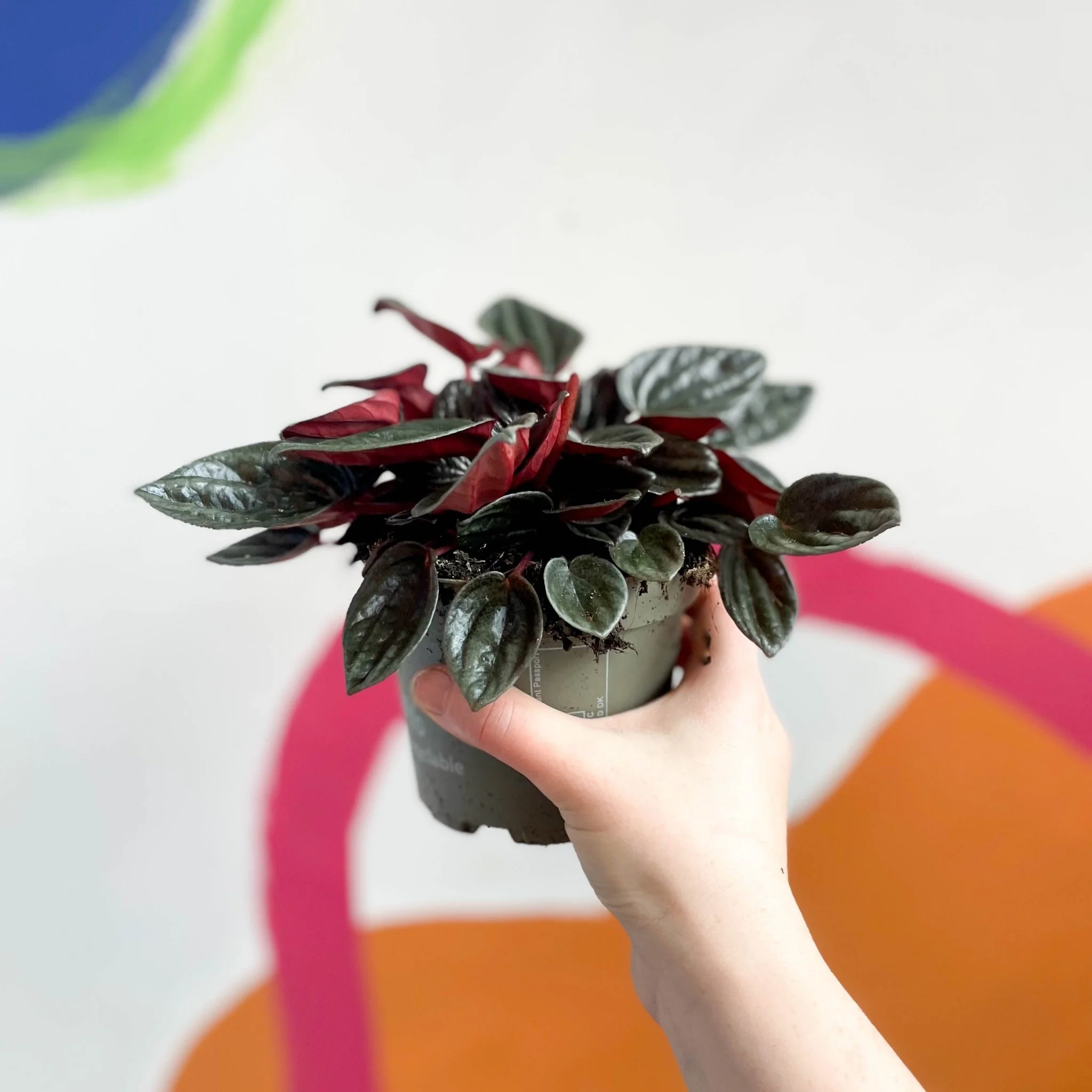 Radiator Plant - Peperomia caperata 'Brasilia' - Image 3