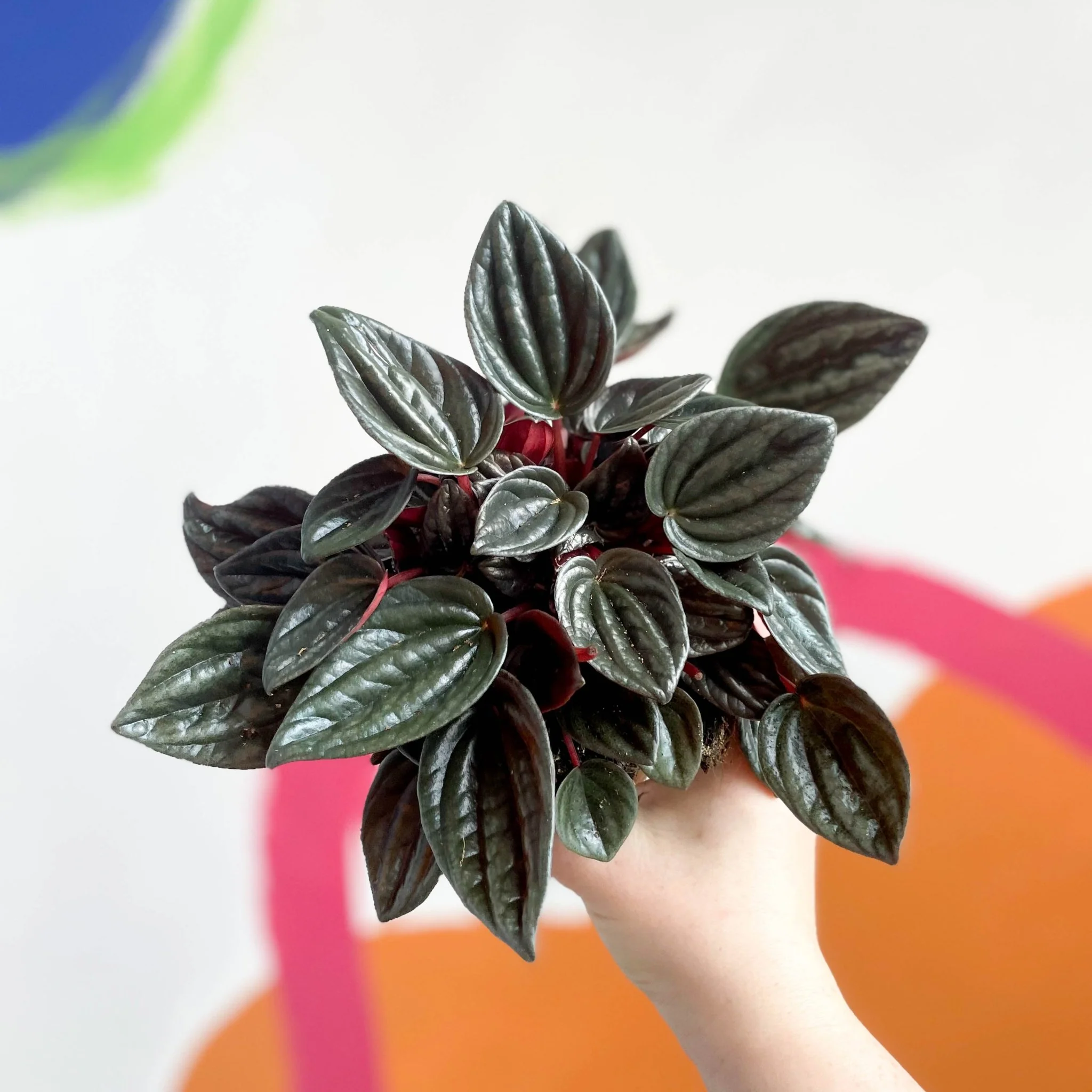 Radiator Plant - Peperomia caperata 'Brasilia' - Image 4