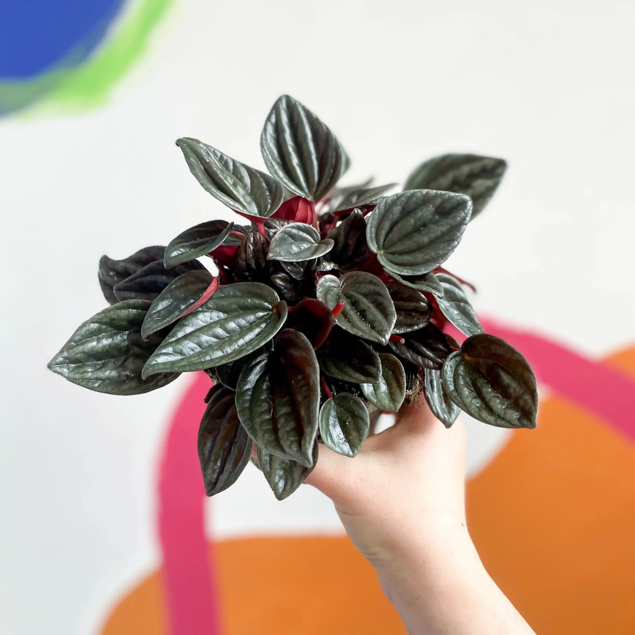 Radiator Plant - Peperomia caperata 'Brasilia' - Image 5
