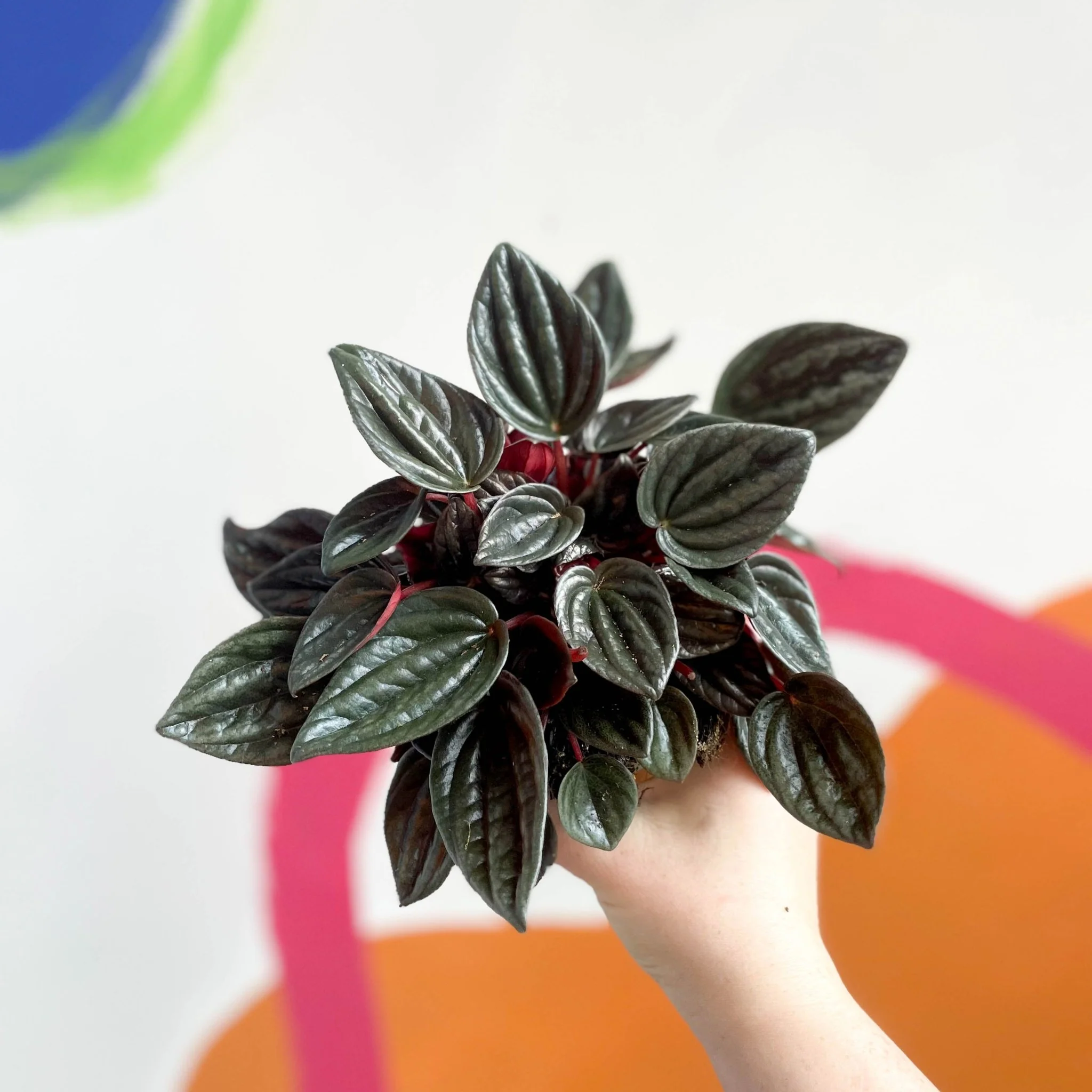 Radiator Plant - Peperomia caperata 'Brasilia' - Image 6
