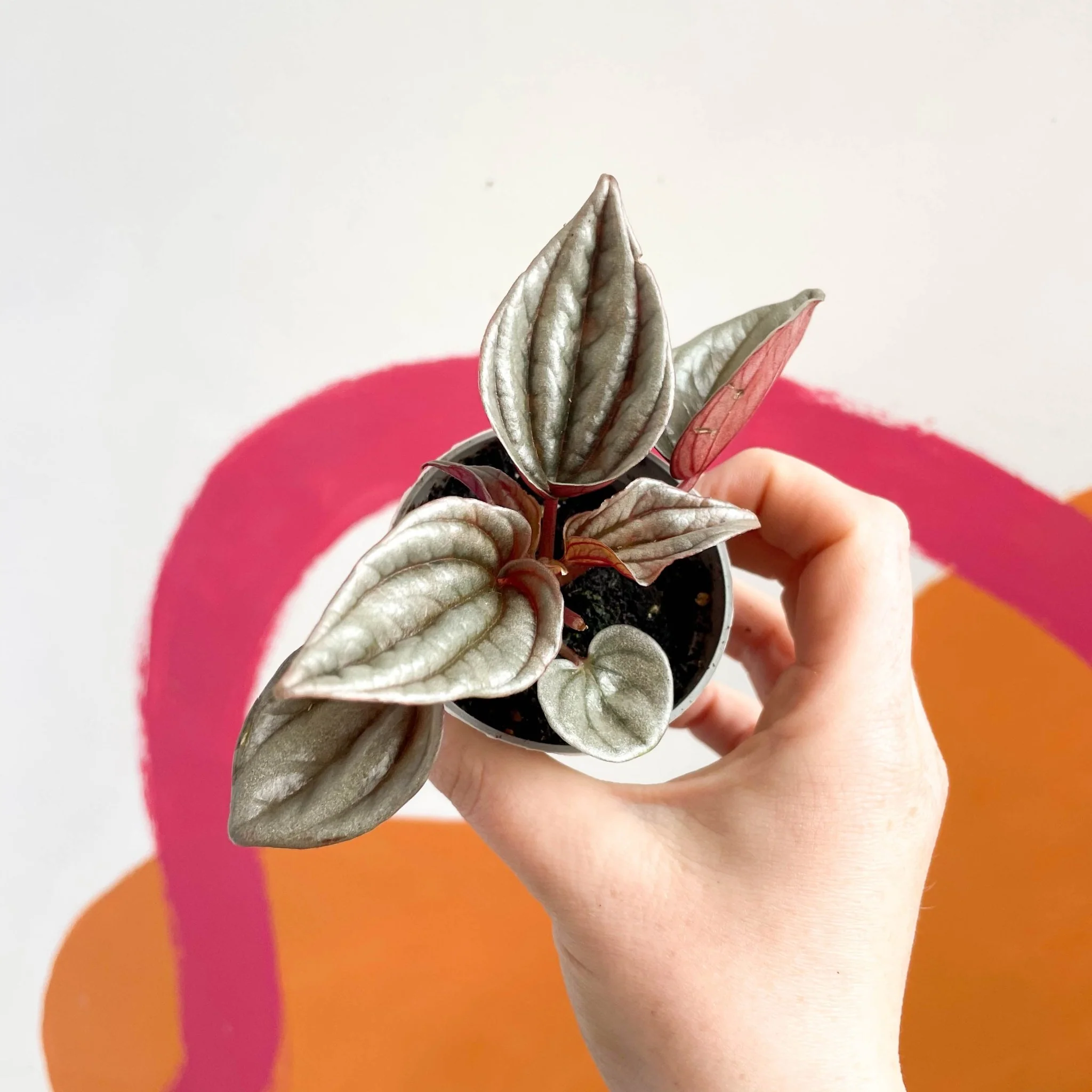 Radiator Plant - Peperomia caperata 'Brasilia' - Image 7