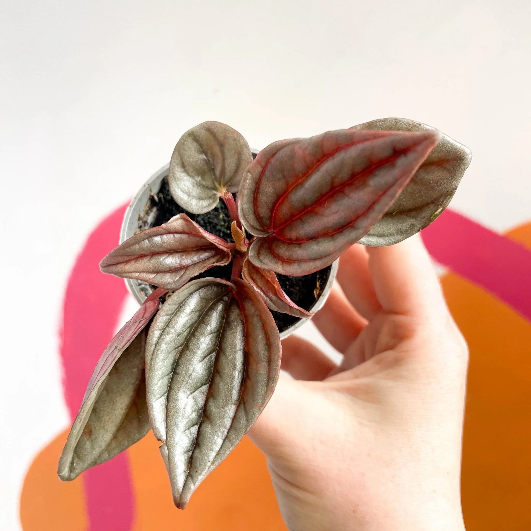 Radiator Plant - Peperomia caperata 'Brasilia' - Image 8