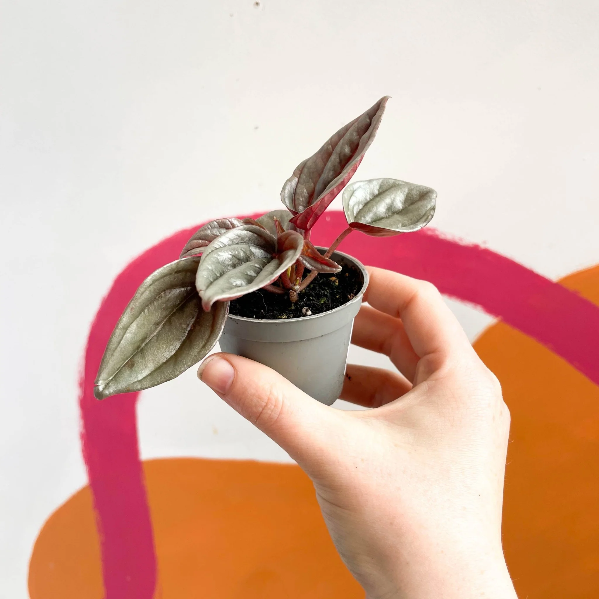 Radiator Plant - Peperomia caperata 'Brasilia' - Image 9