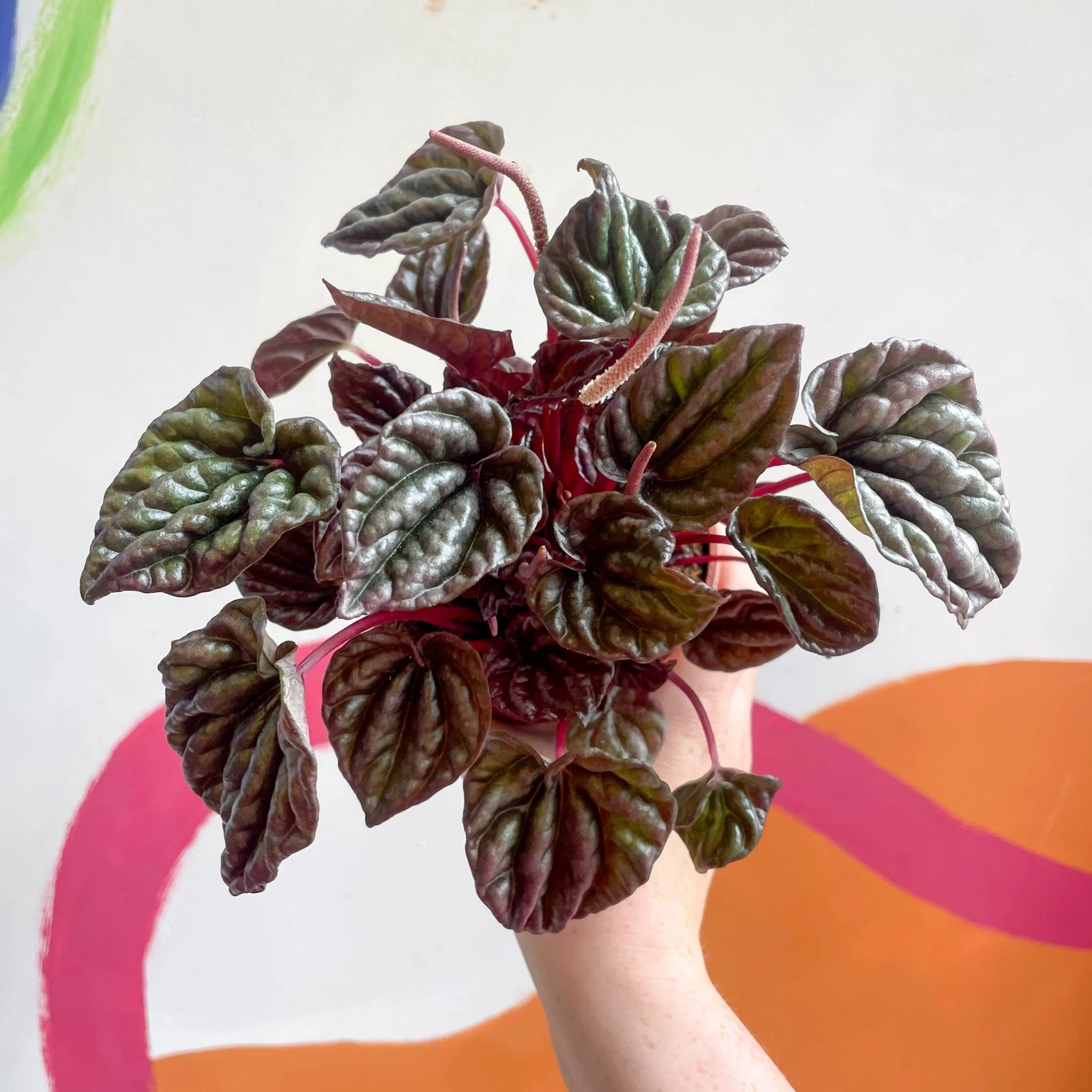 Peperomia caperata 'Red' - Radiator Plant