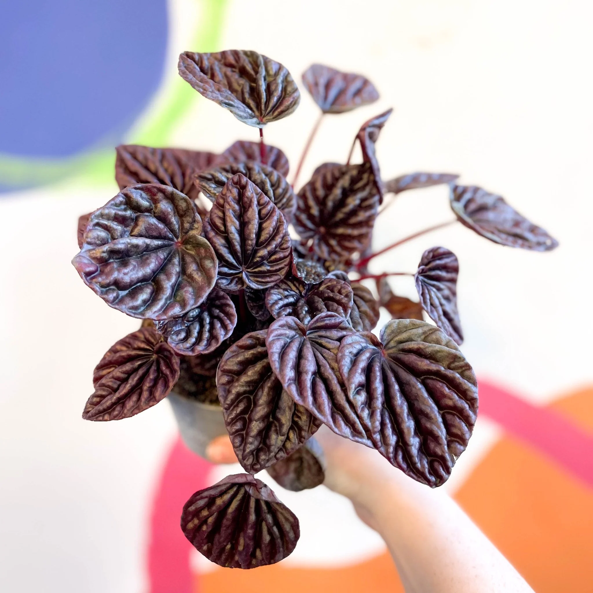 Radiator Plant - Peperomia caperata 'Red Luna'