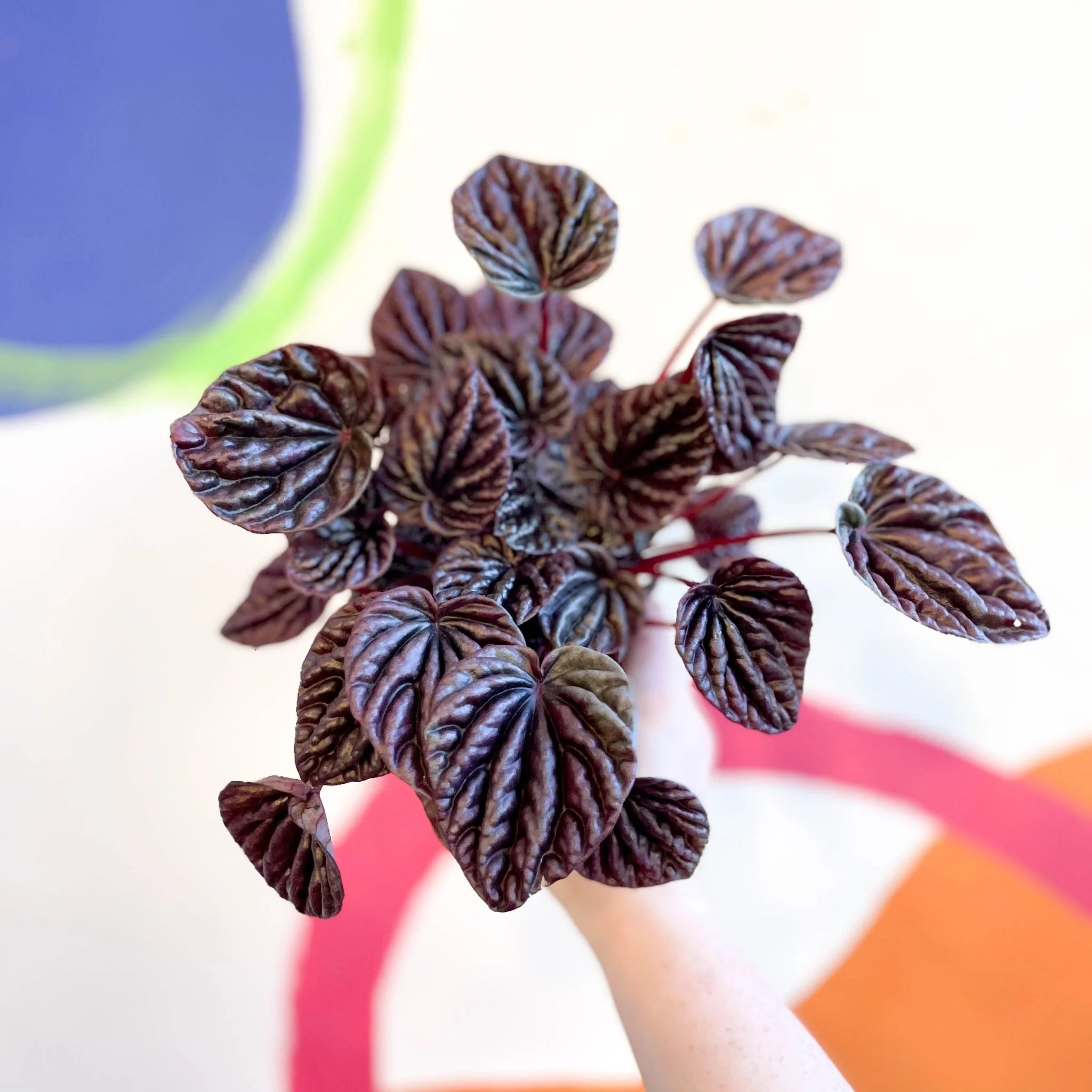 Radiator Plant - Peperomia caperata 'Red Luna' - Image 2