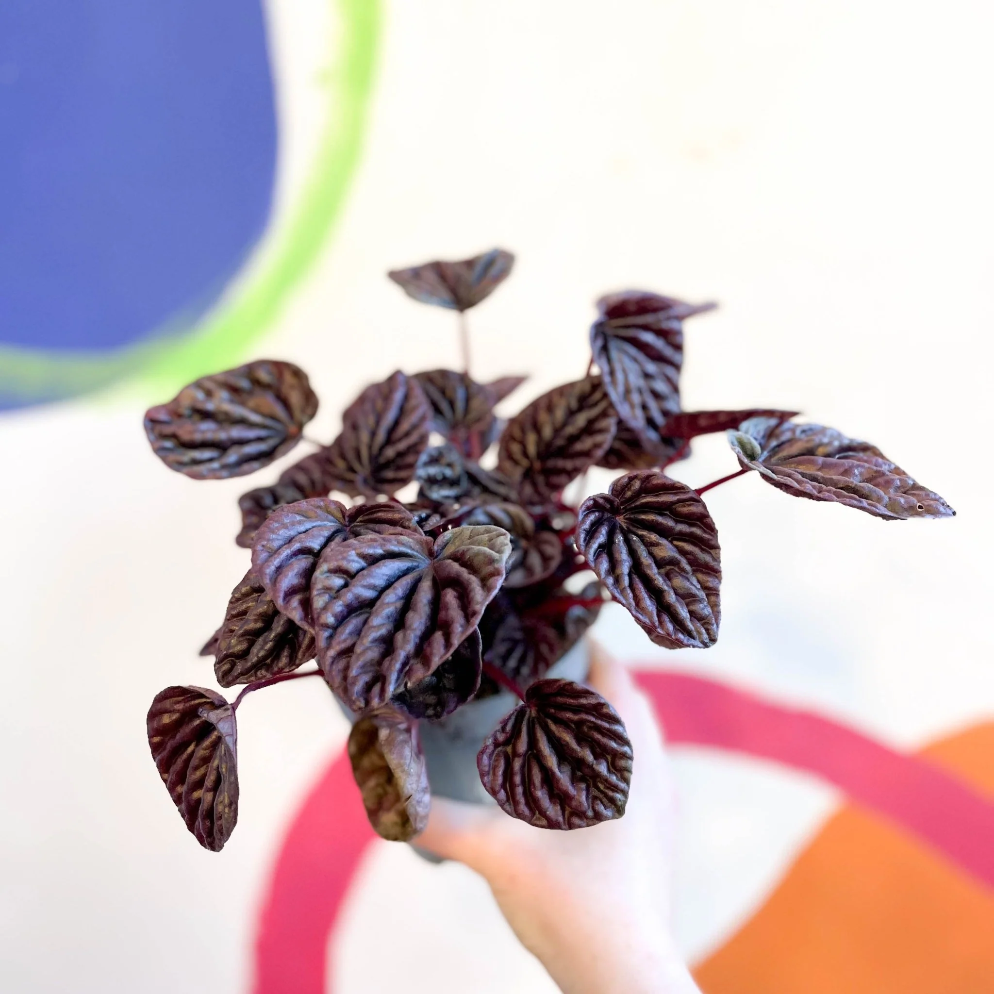 Radiator Plant - Peperomia caperata 'Red Luna' - Image 3