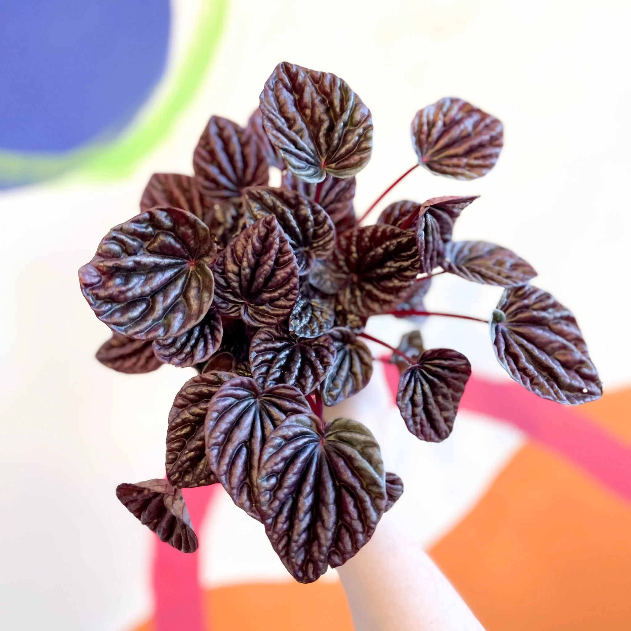 Radiator Plant - Peperomia caperata 'Red Luna' - Image 4