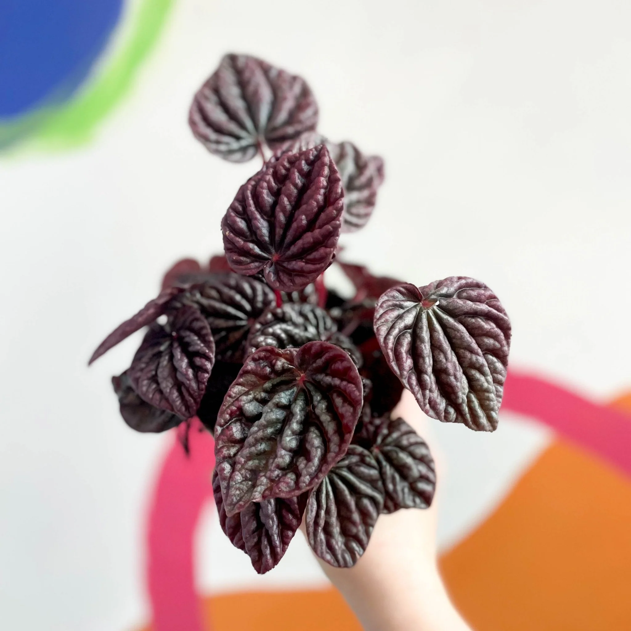 Peperomia caperata 'Luna' - Radiator Plant