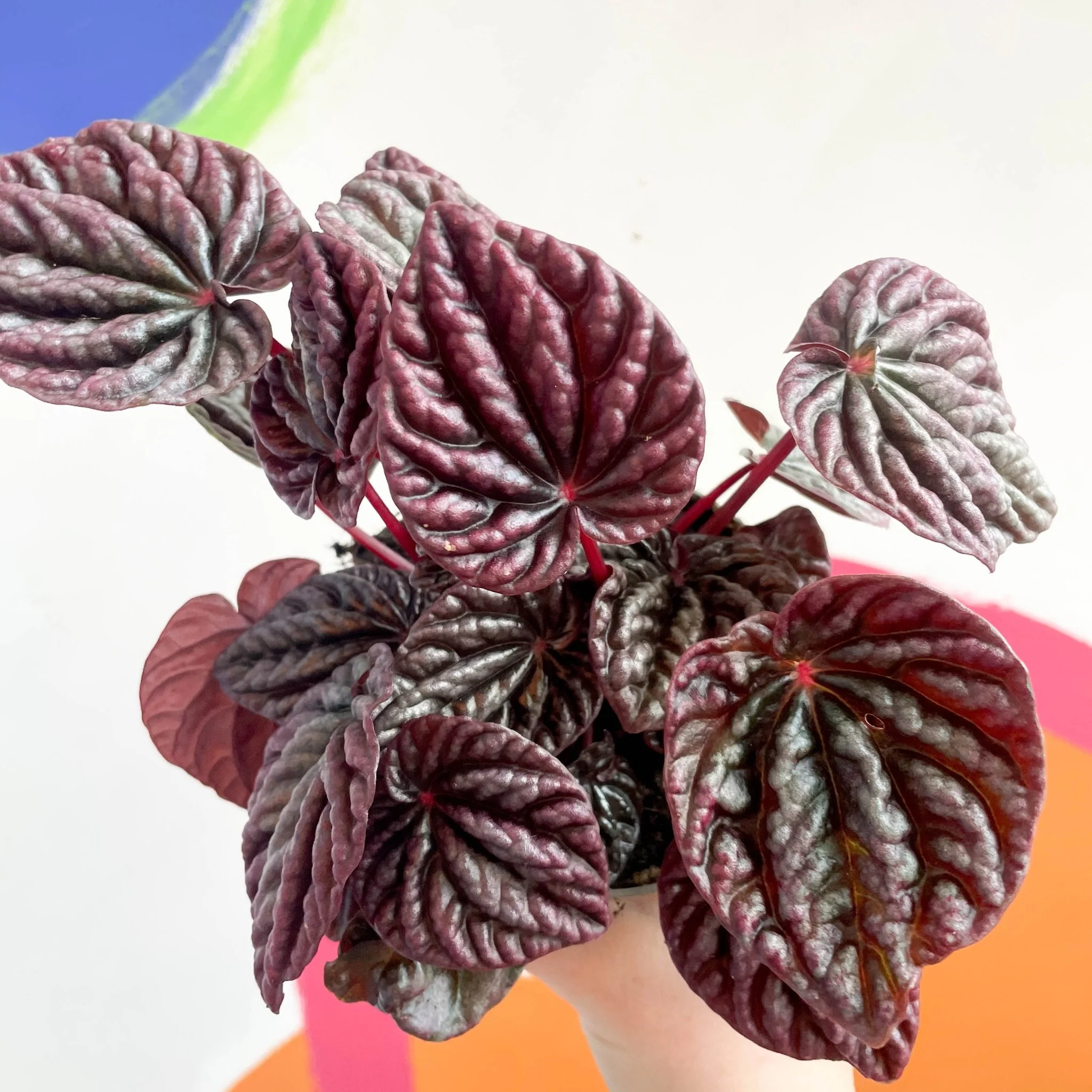 Peperomia caperata 'Luna' - Radiator Plant - Image 2
