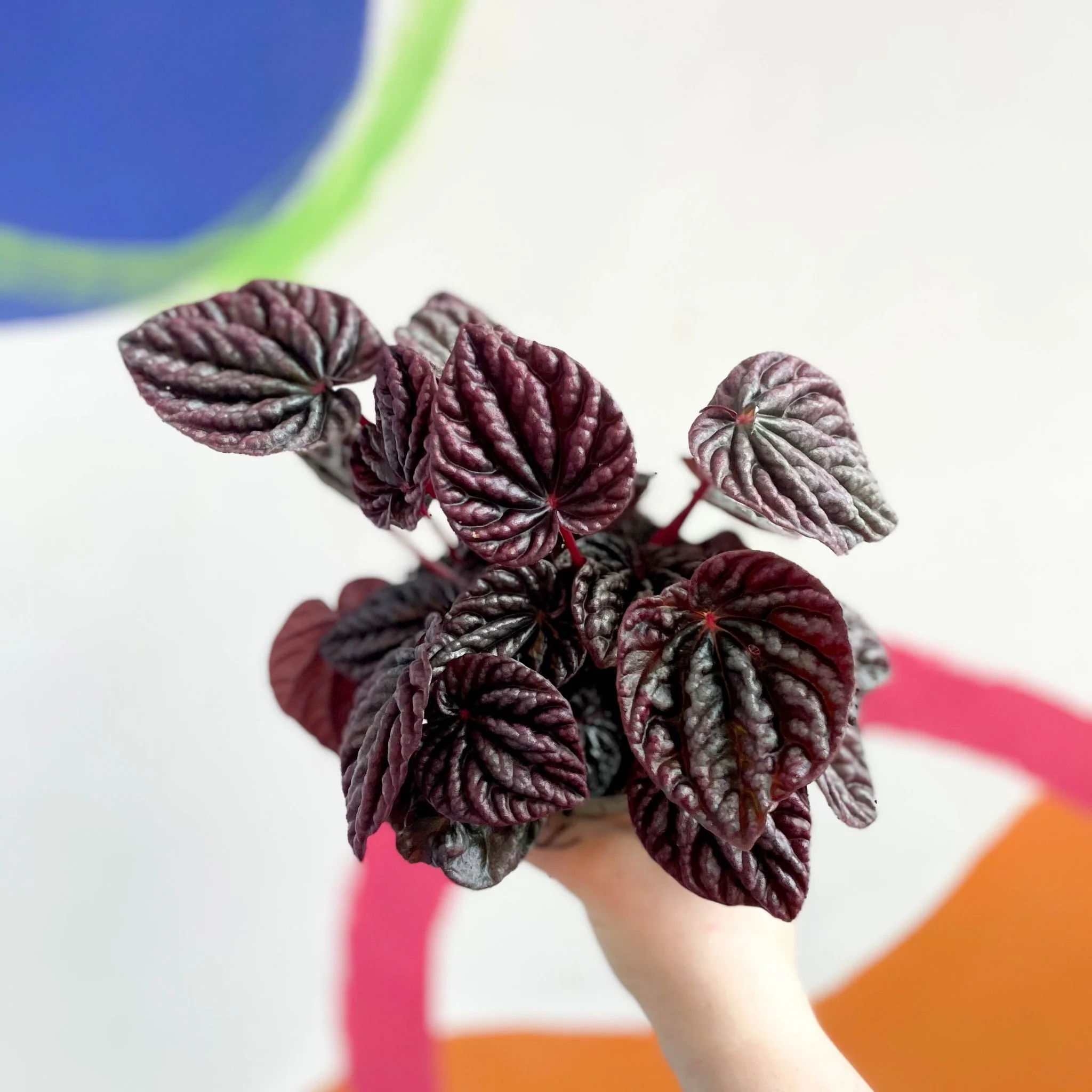 Peperomia caperata 'Luna' - Radiator Plant - Image 3