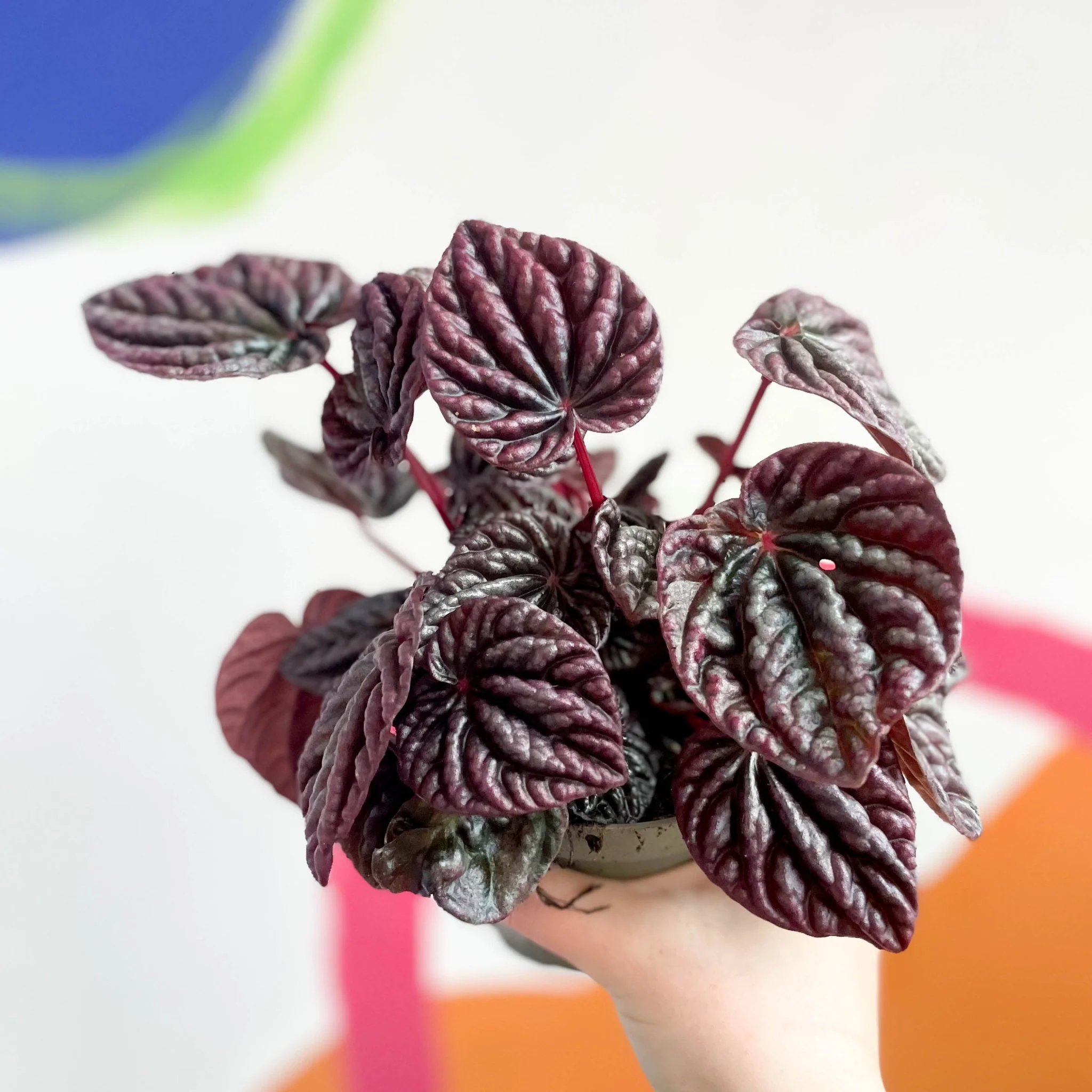 Peperomia caperata 'Luna' - Radiator Plant - Image 4
