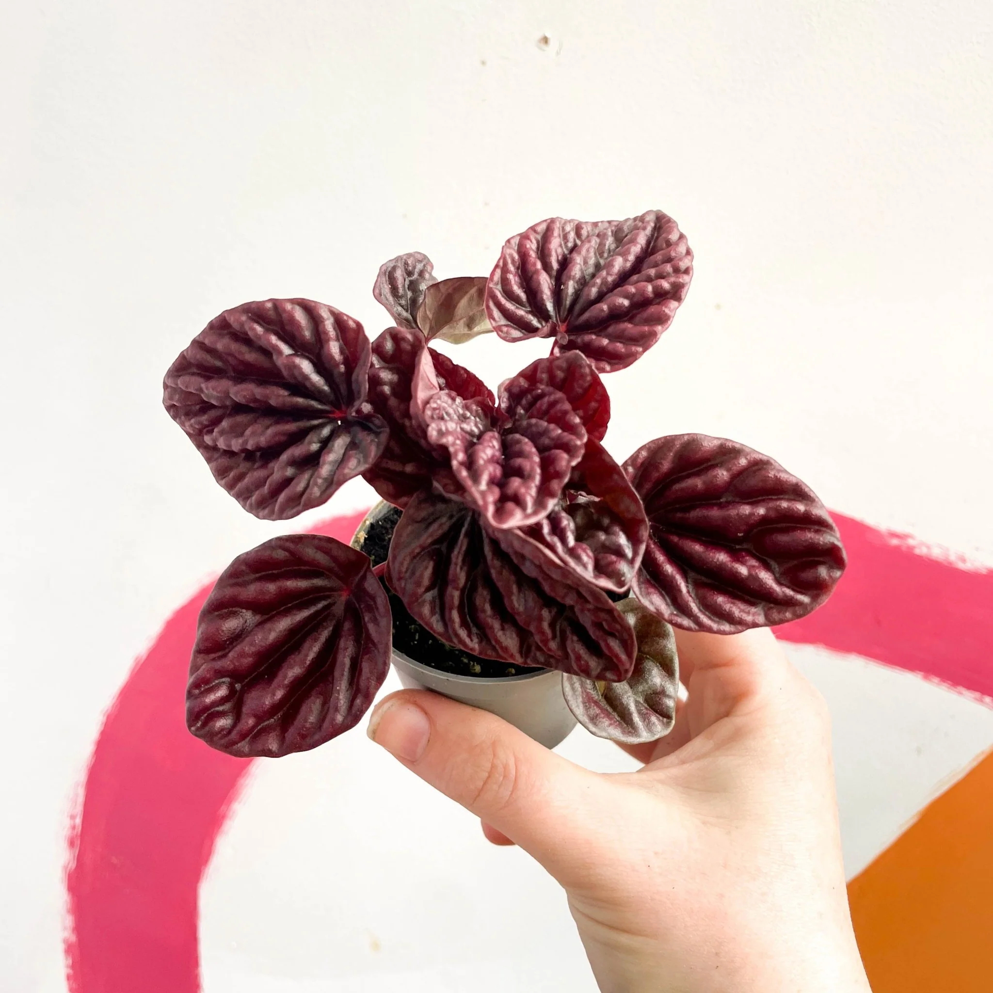 Peperomia caperata 'Luna' - Radiator Plant - Image 5