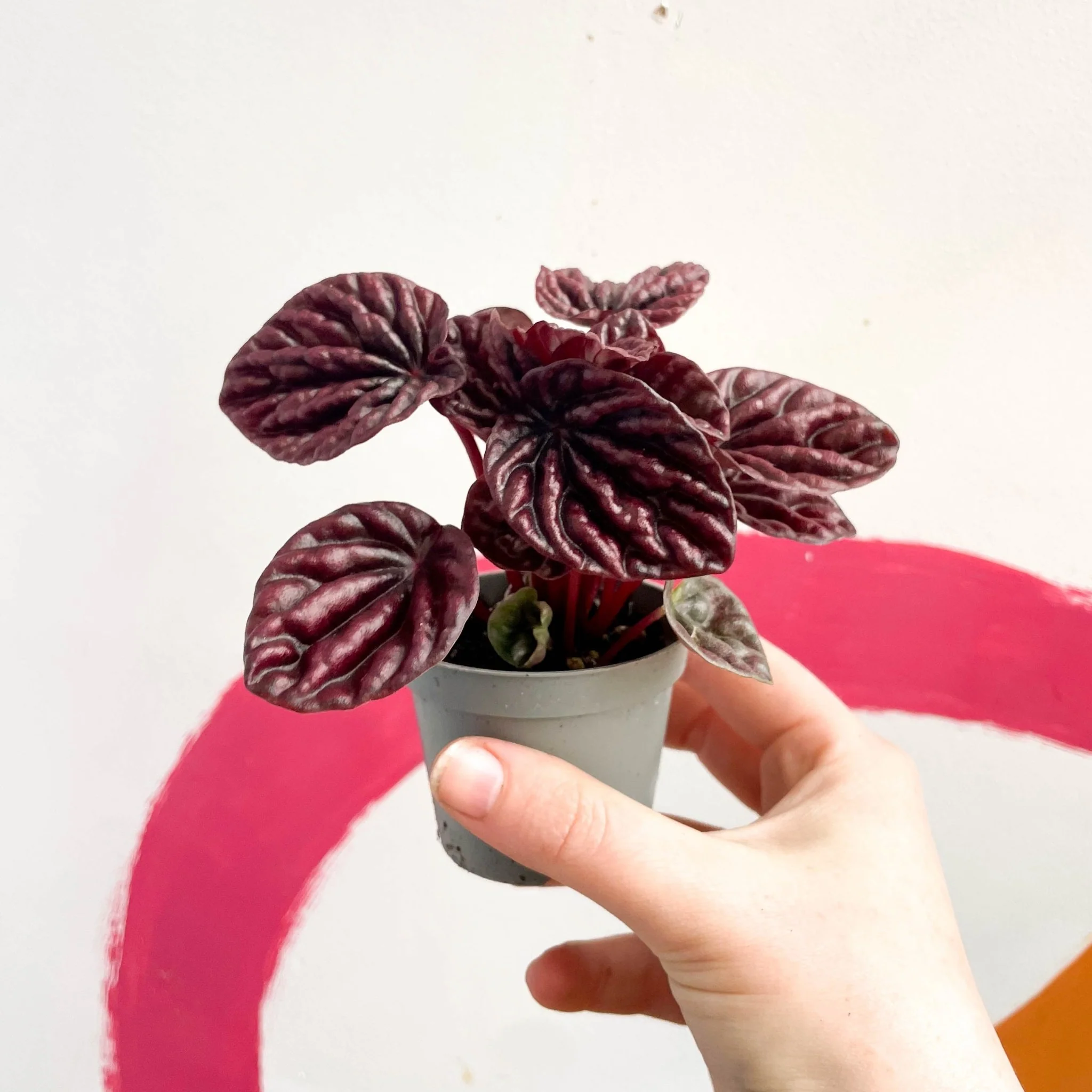 Peperomia caperata 'Luna' - Radiator Plant - Image 6