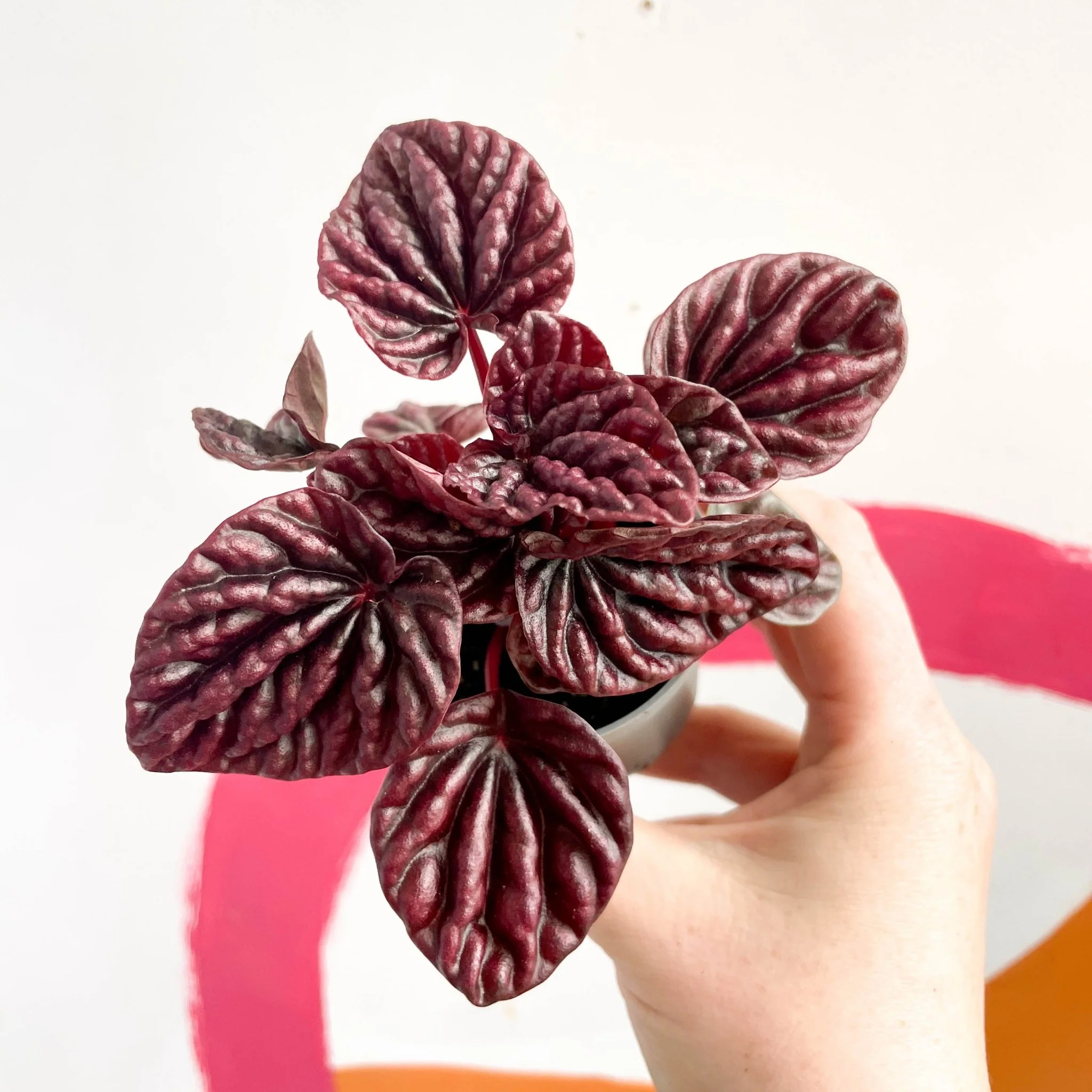 Peperomia caperata 'Luna' - Radiator Plant - Image 7