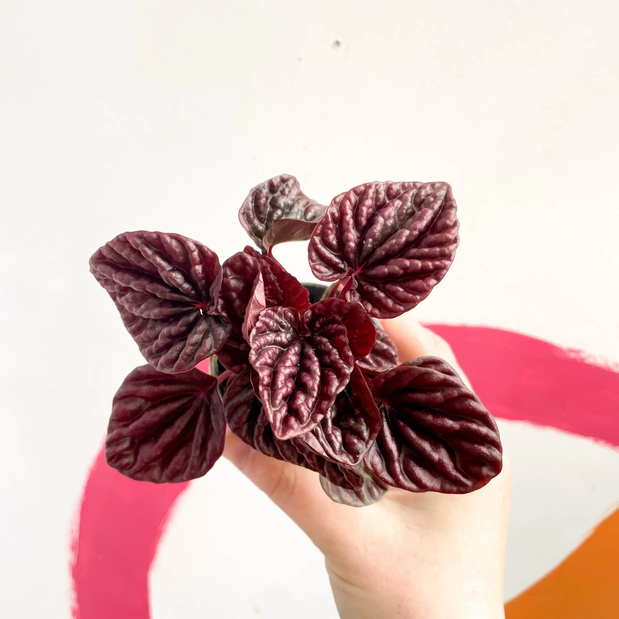 Peperomia caperata 'Luna' - Radiator Plant - Image 8