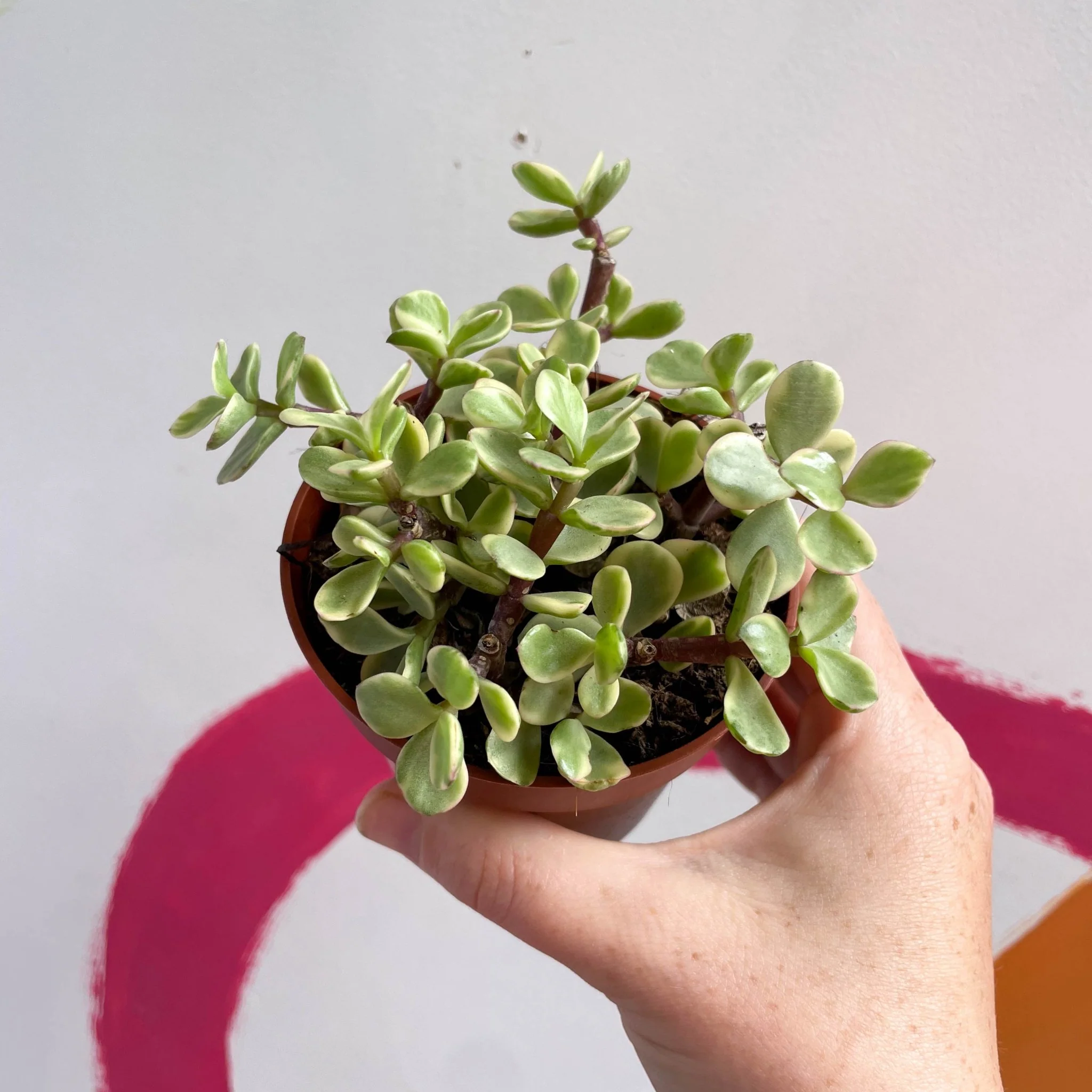 Portulacaria afra ‘Variegata’ – Variegated Elephant Bush