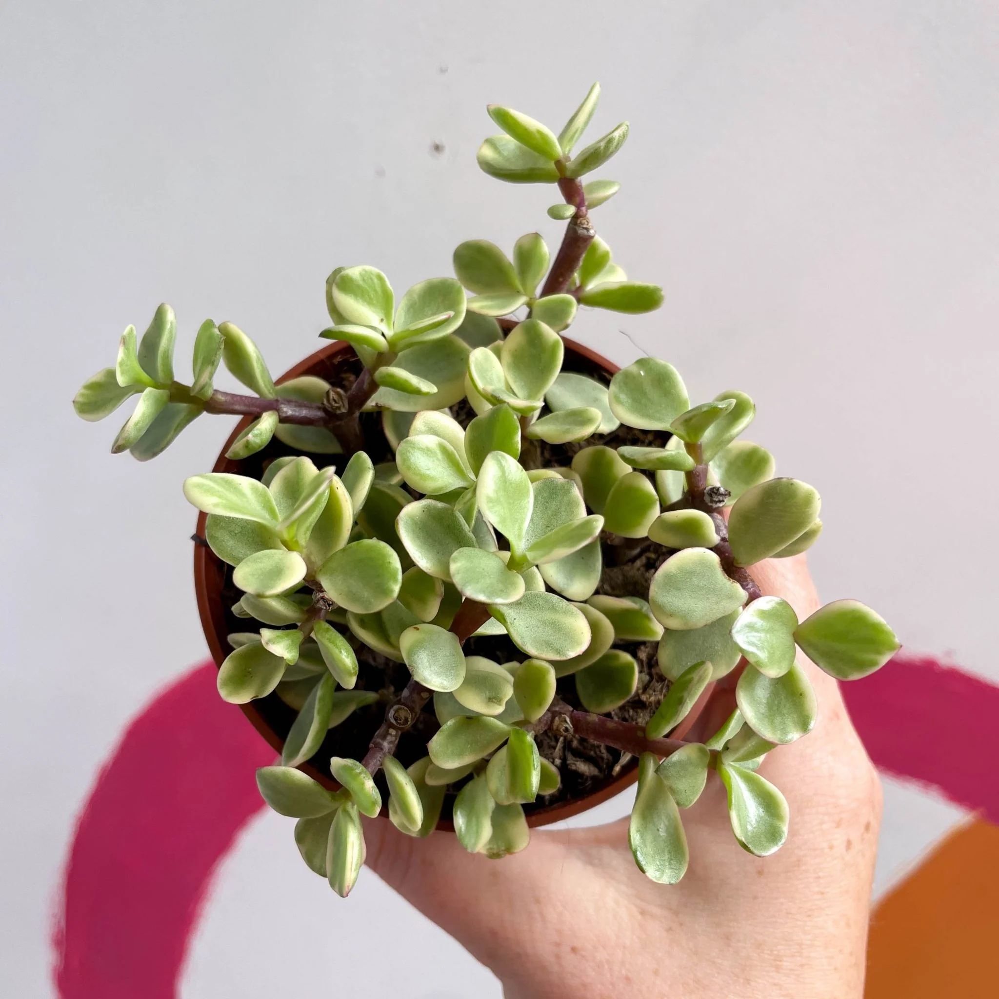 Portulacaria afra ‘Variegata’ – Variegated Elephant Bush - Image 2
