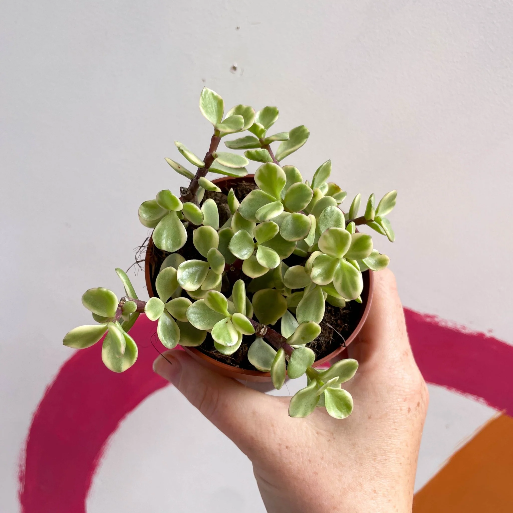 Portulacaria afra ‘Variegata’ – Variegated Elephant Bush - Image 3