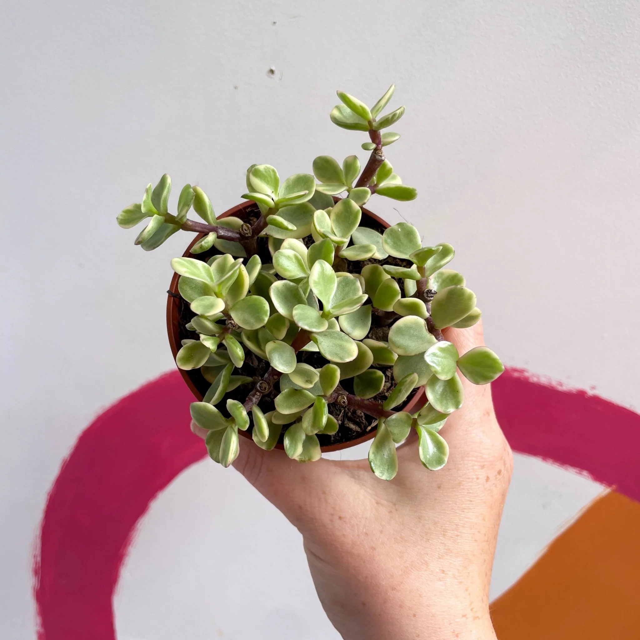 Portulacaria afra ‘Variegata’ – Variegated Elephant Bush - Image 4