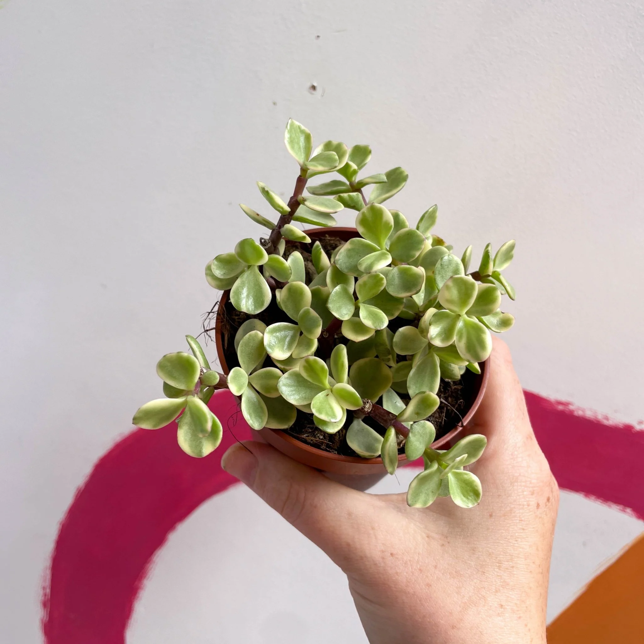 Portulacaria afra ‘Variegata’ – Variegated Elephant Bush - Image 5