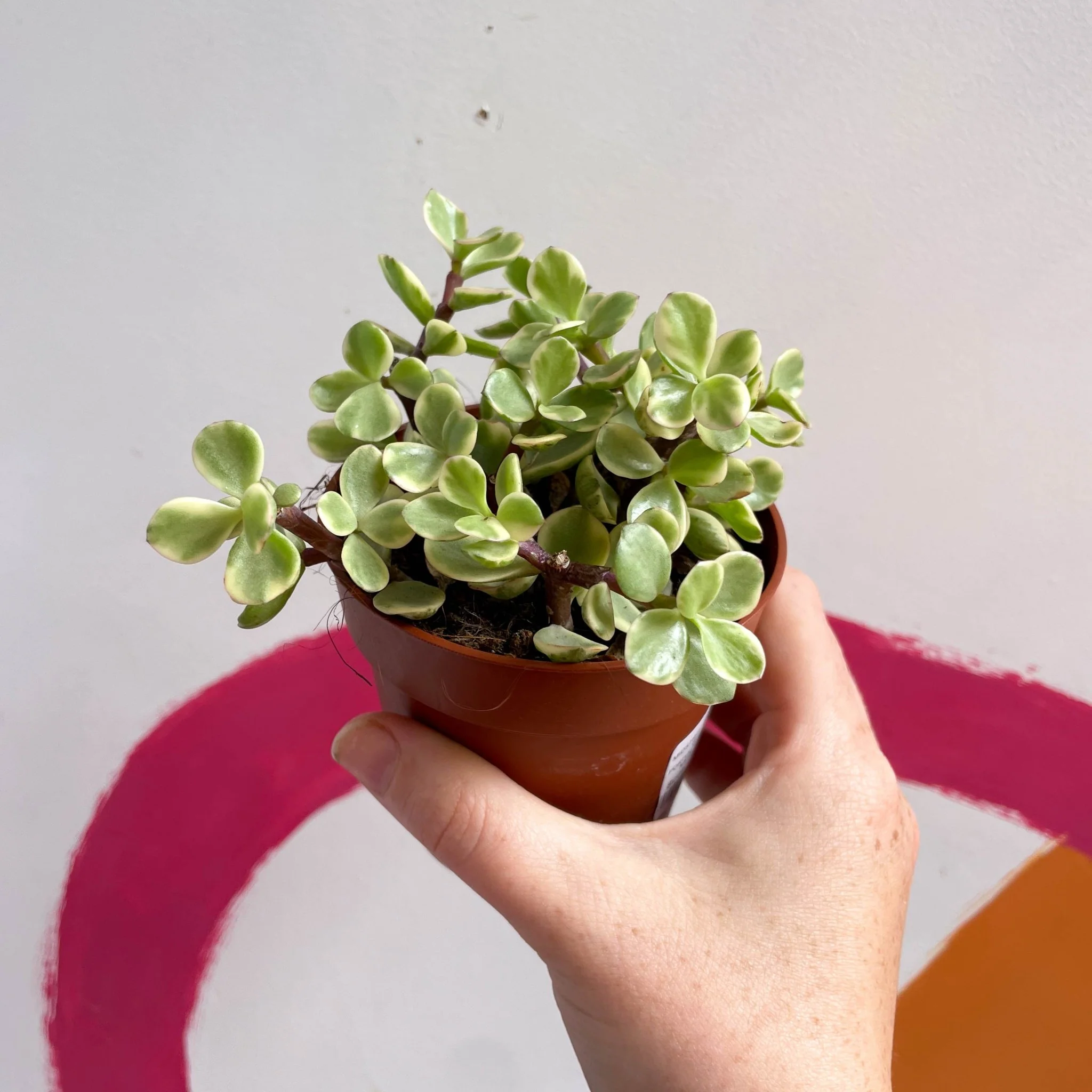 Portulacaria afra ‘Variegata’ – Variegated Elephant Bush - Image 6