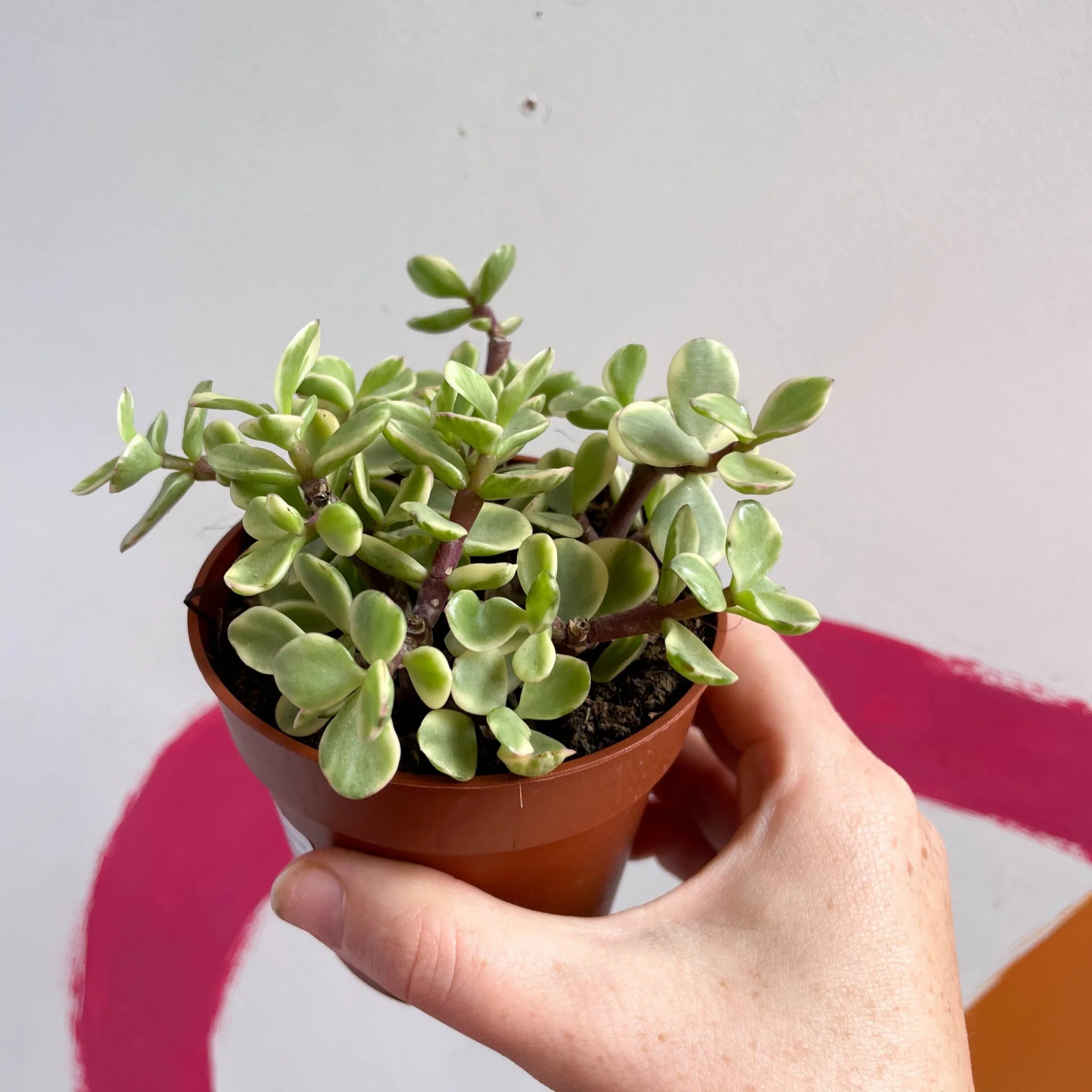 Portulacaria afra ‘Variegata’ – Variegated Elephant Bush - Image 7