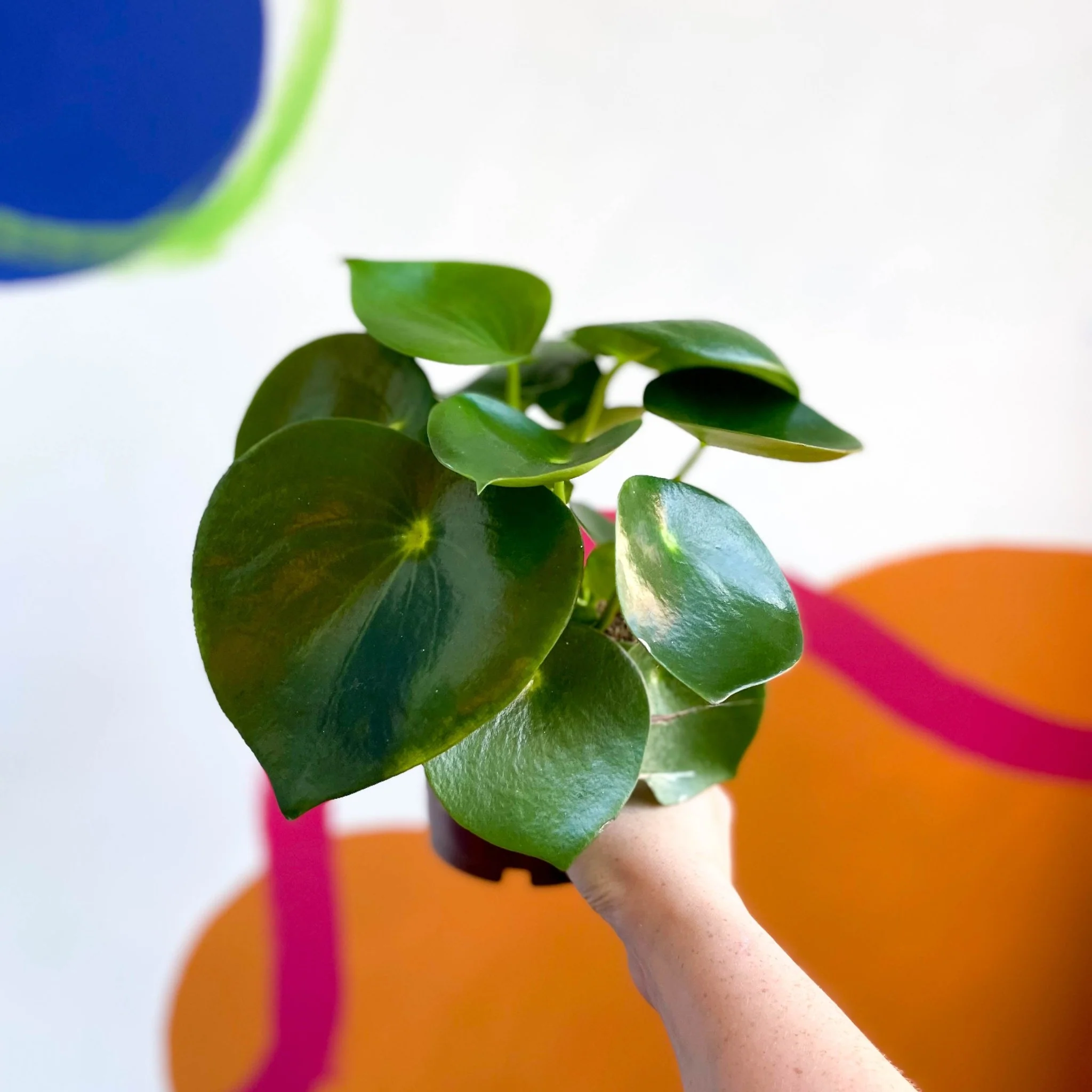 Raindrop Plant - Peperomia polybotrya 'Raindrop' - Image 3