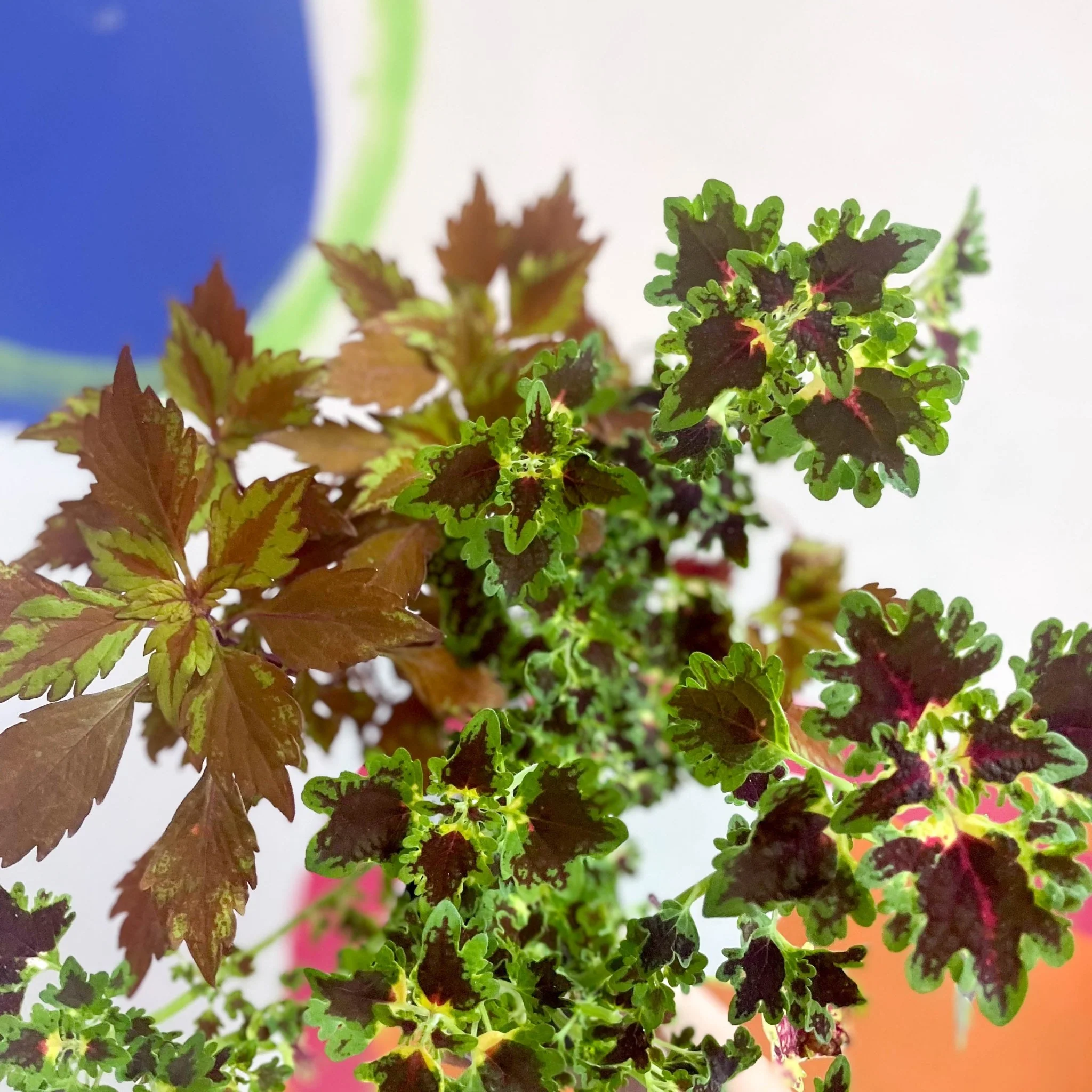 Lucky Dip Painted Nettle - Coleus - Welsh Grown