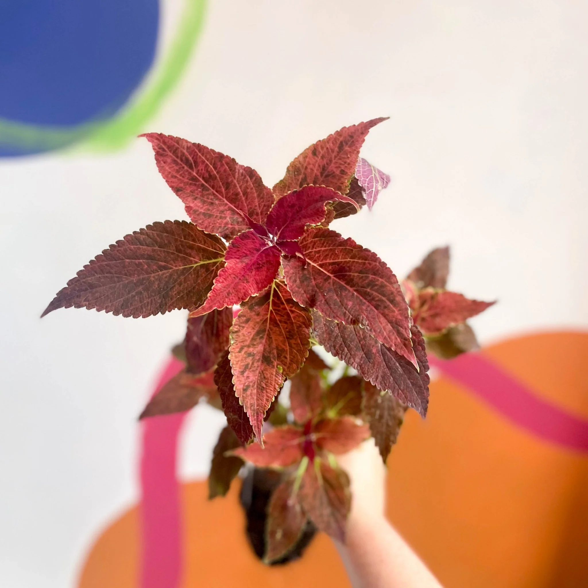 Lucky Dip Painted Nettle - Coleus - Welsh Grown - Image 2